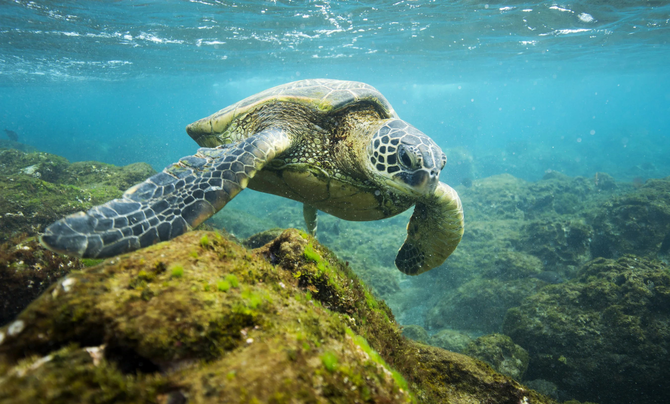 Green Sea Turtle