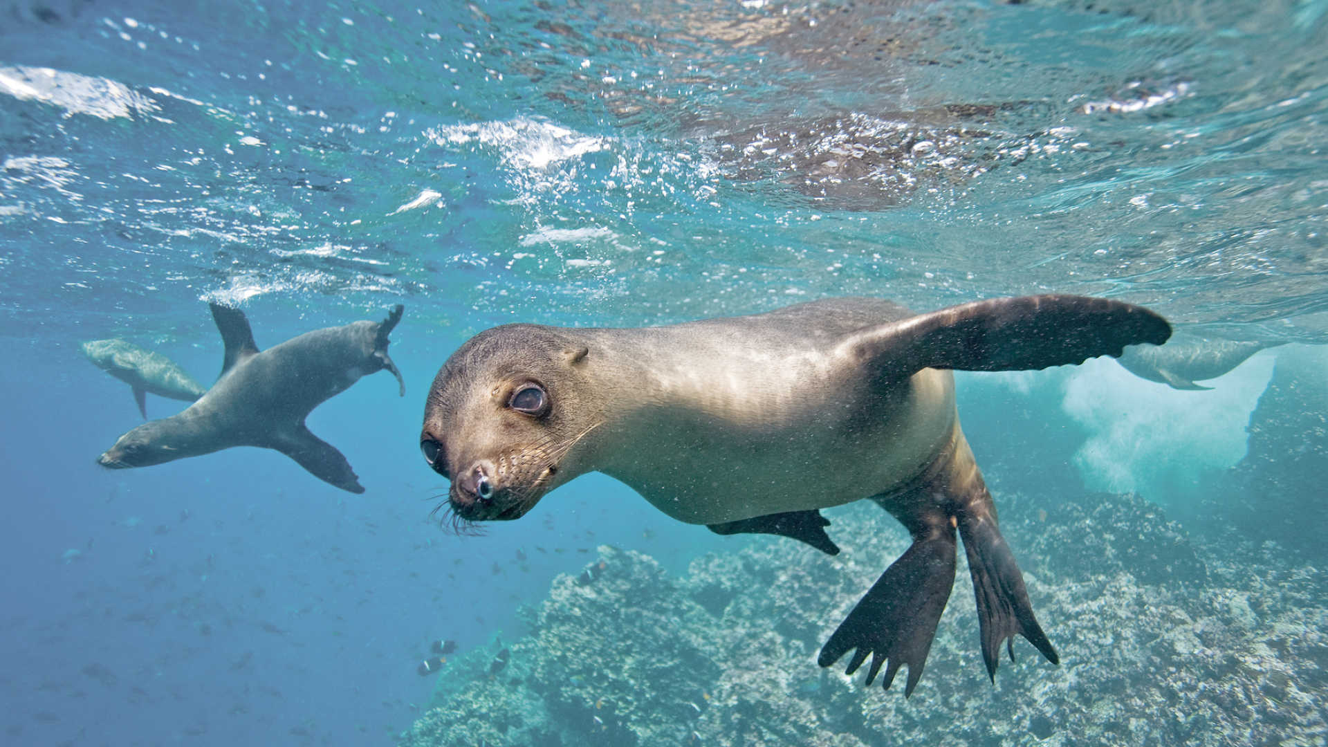 Sea Lion