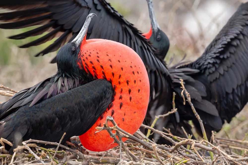Frigatebird