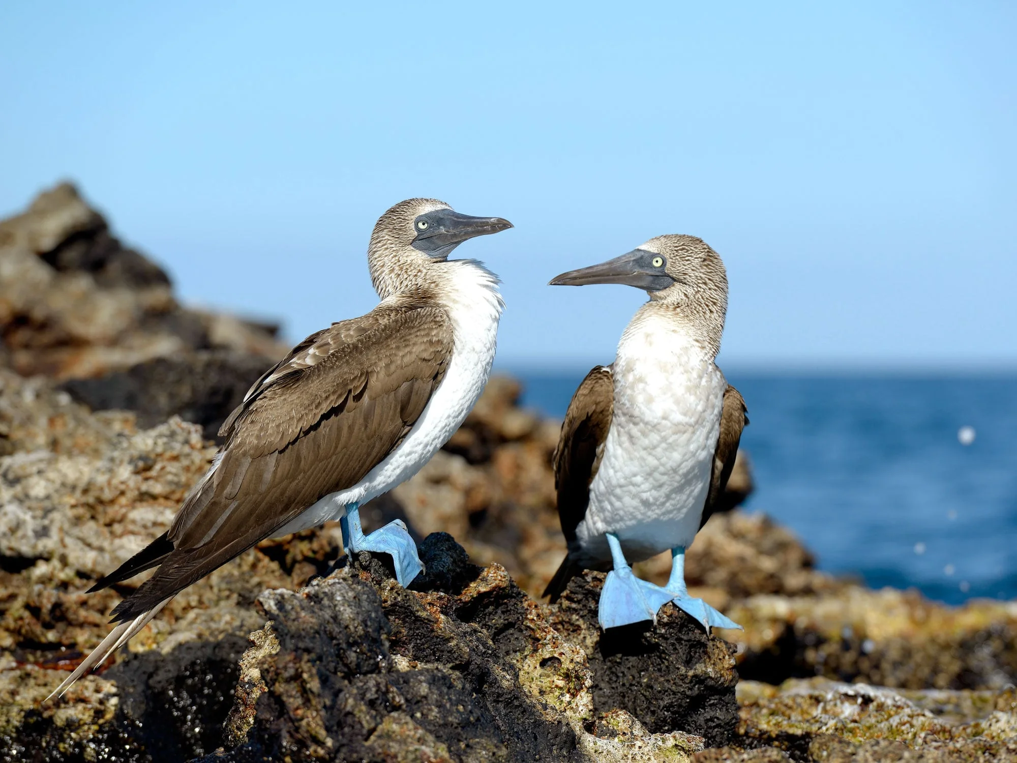Blue-footed boobies in the Galapagos