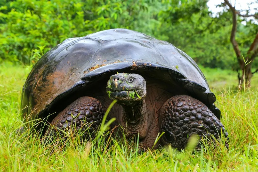8-Day Galapagos Wisdom – IDEAL