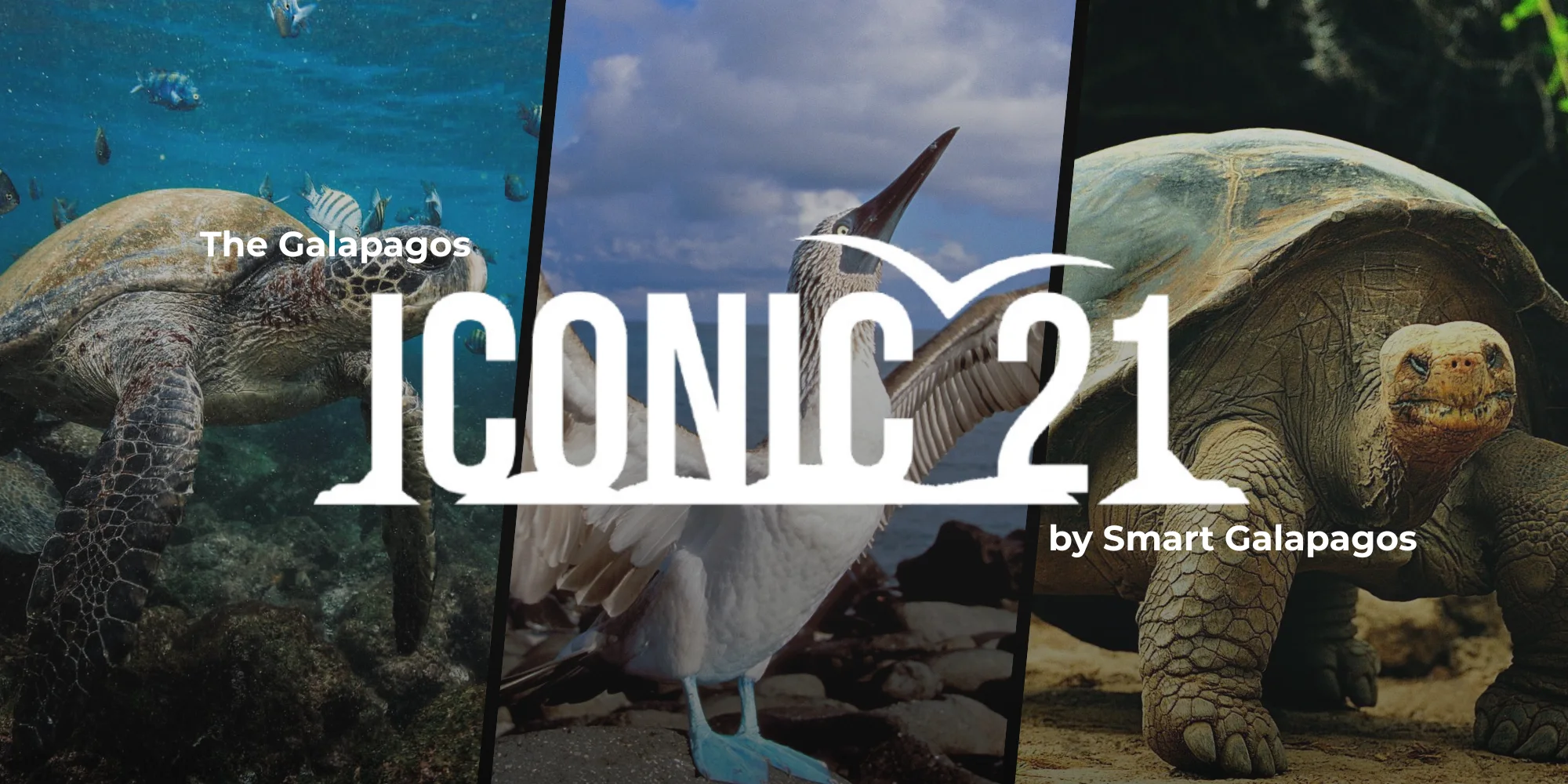 The Galapagos Iconic 21 by Smart Galapagos