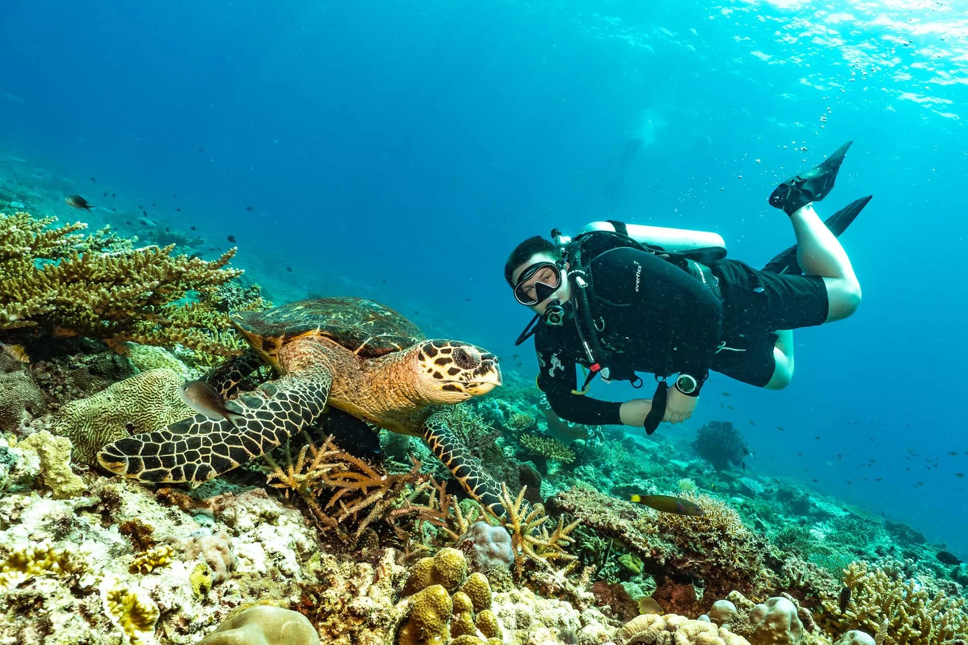 Diver surrounded by fish