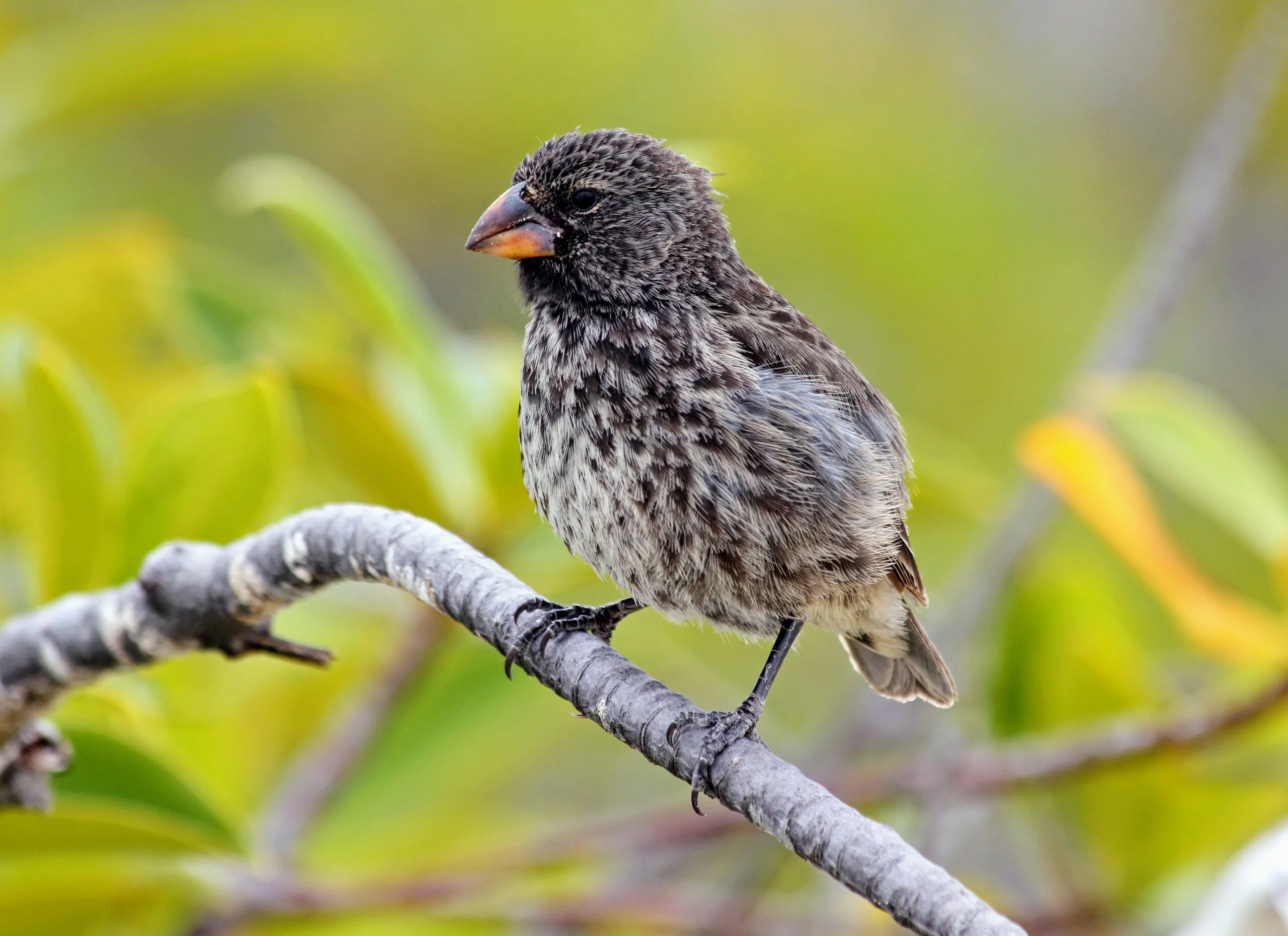 Darwin's Finch