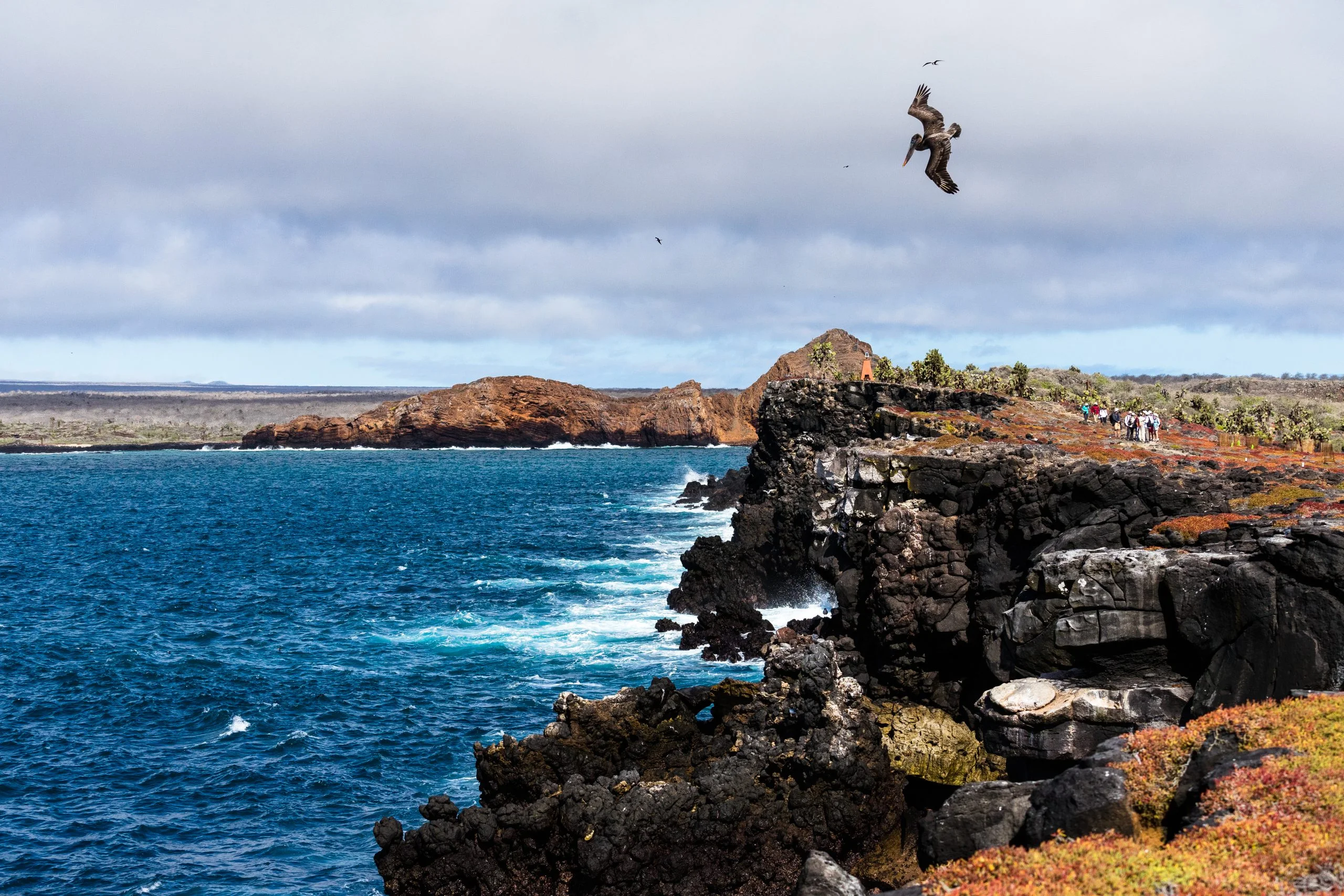 Seabird Colonies & Coastal Cliffs