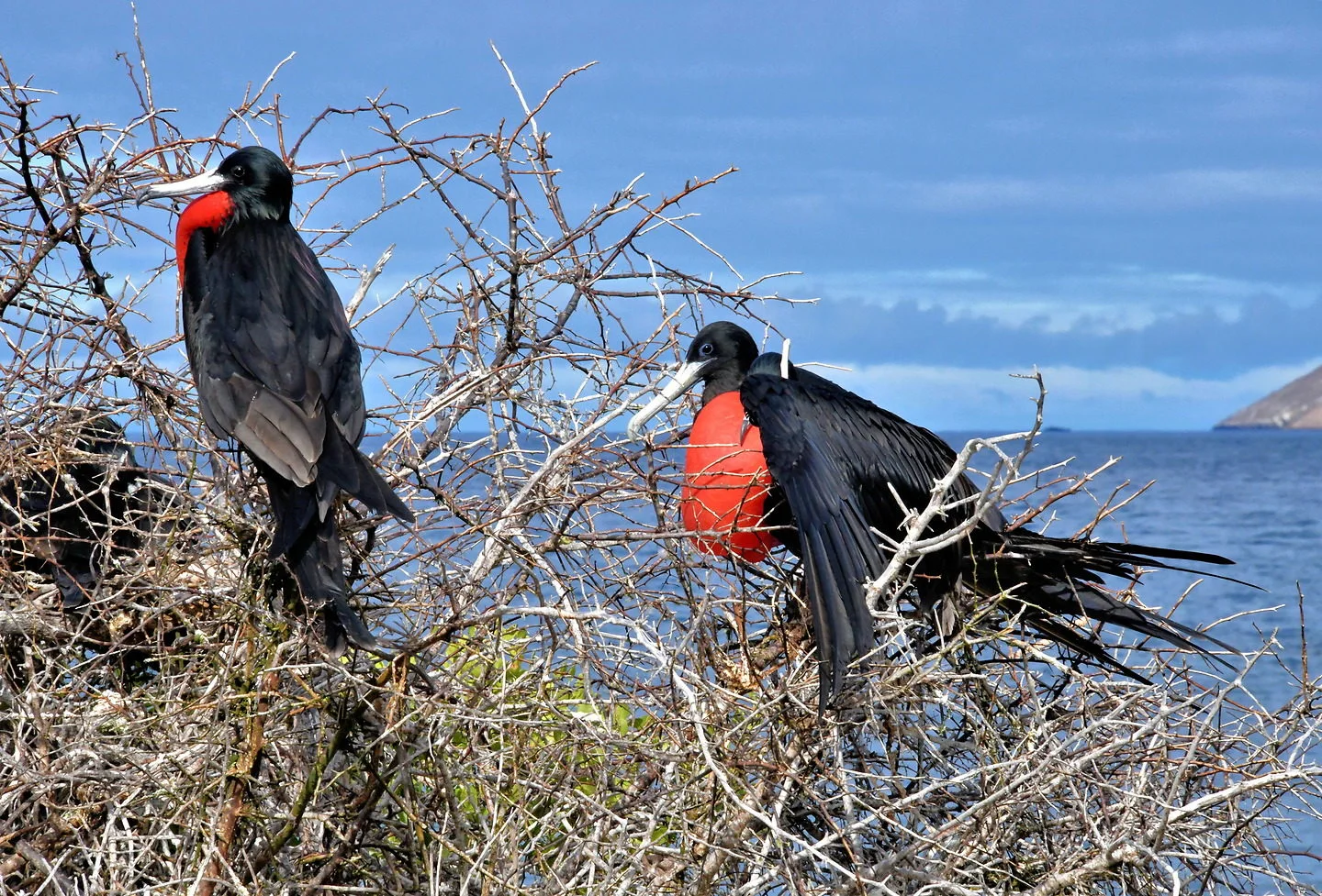 Frigatebirds of North Seymour