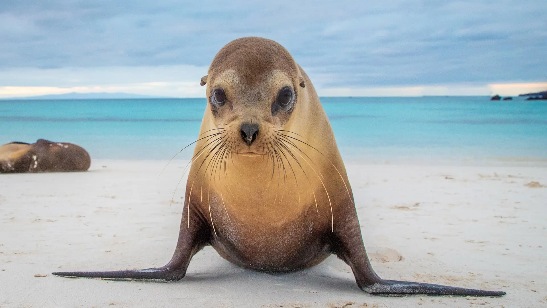 Galapagos Sea Lion