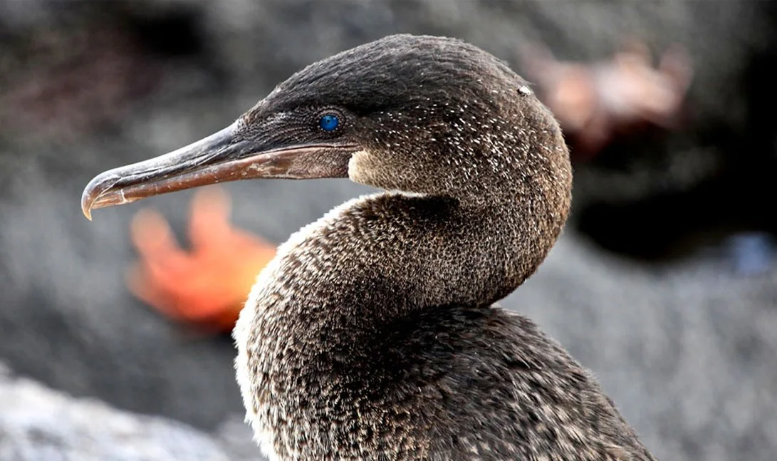 Flightless Cormorant