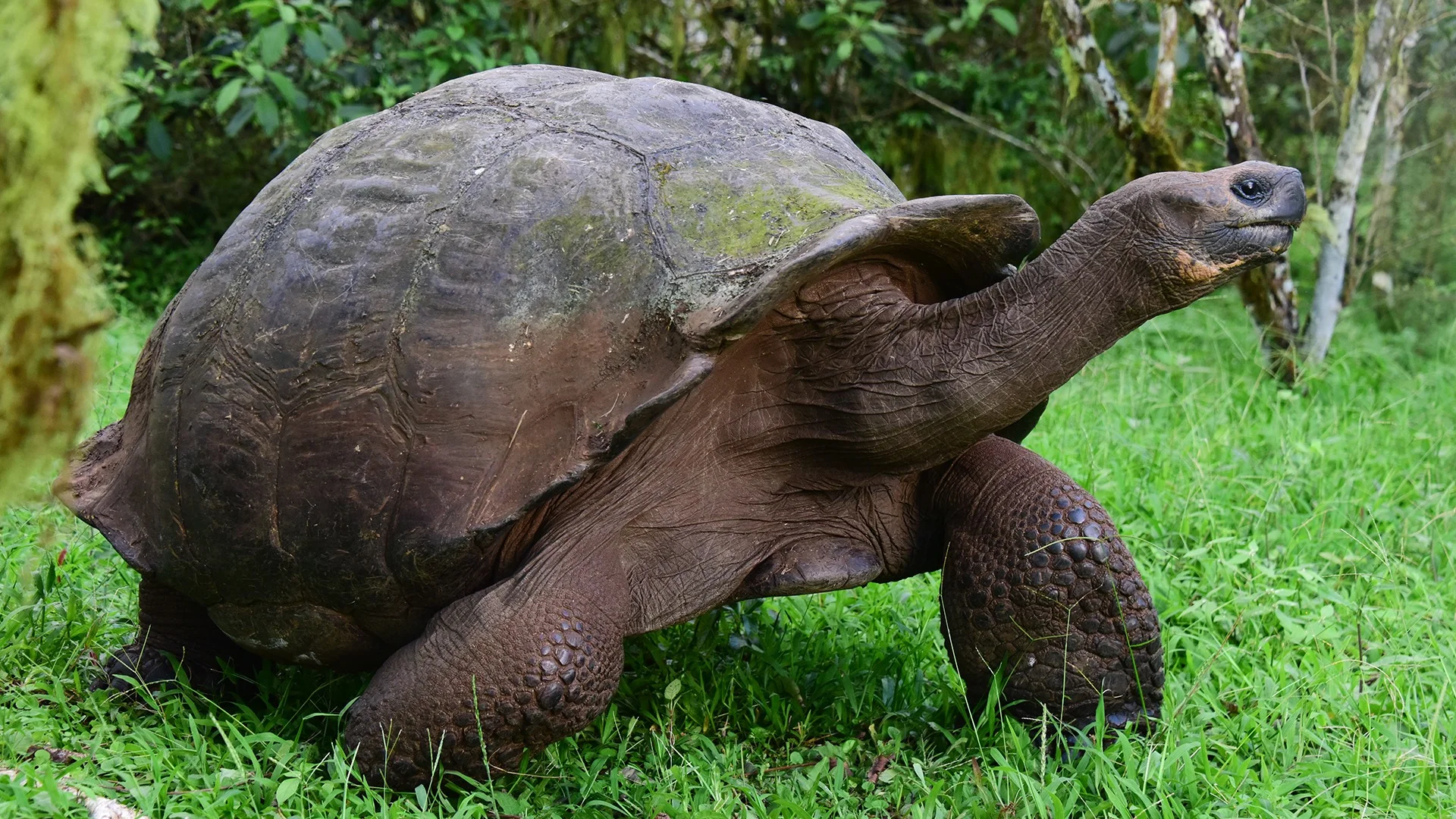 Giant Tortoises