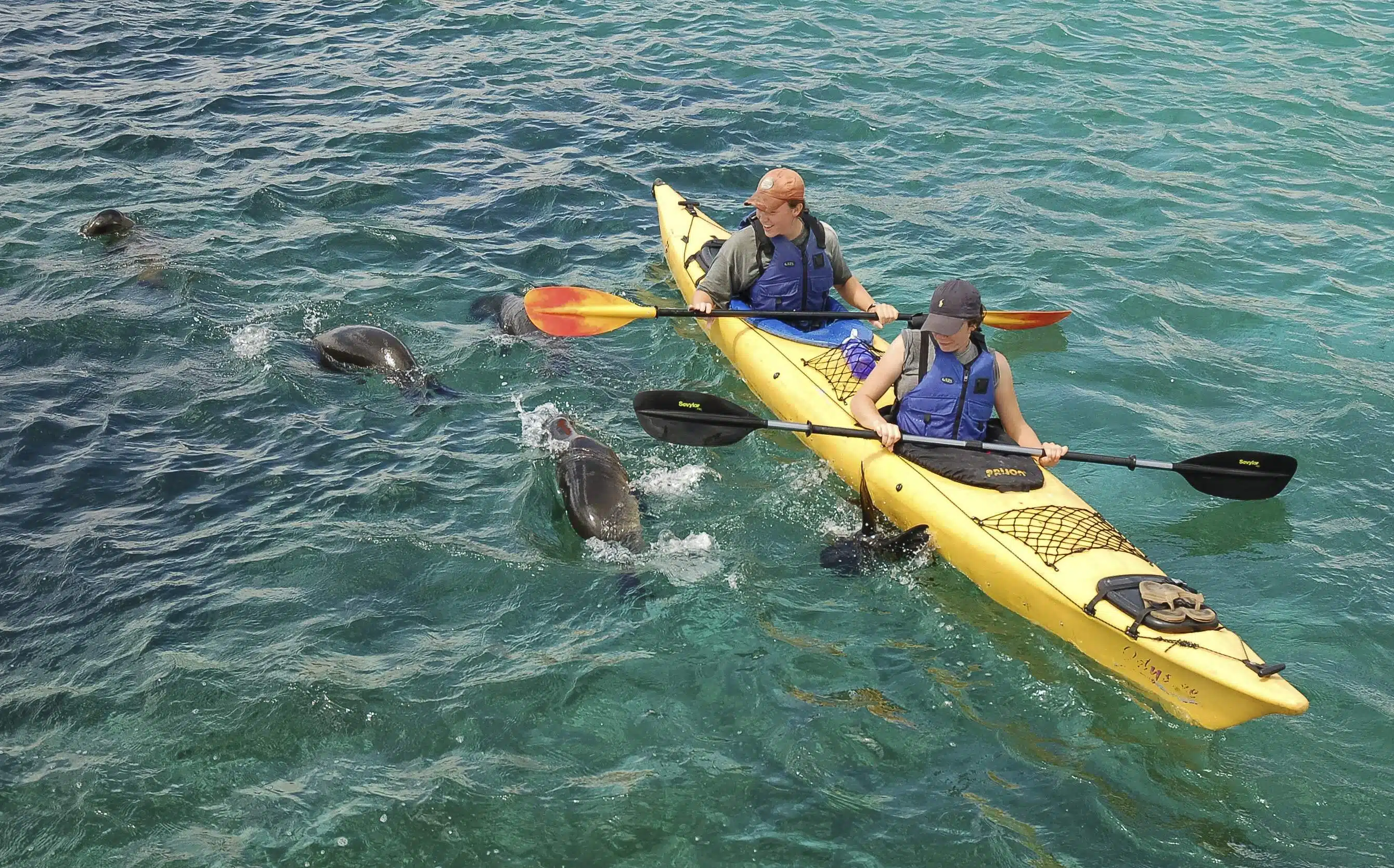 Kayaking with sea lions in the Galapagos