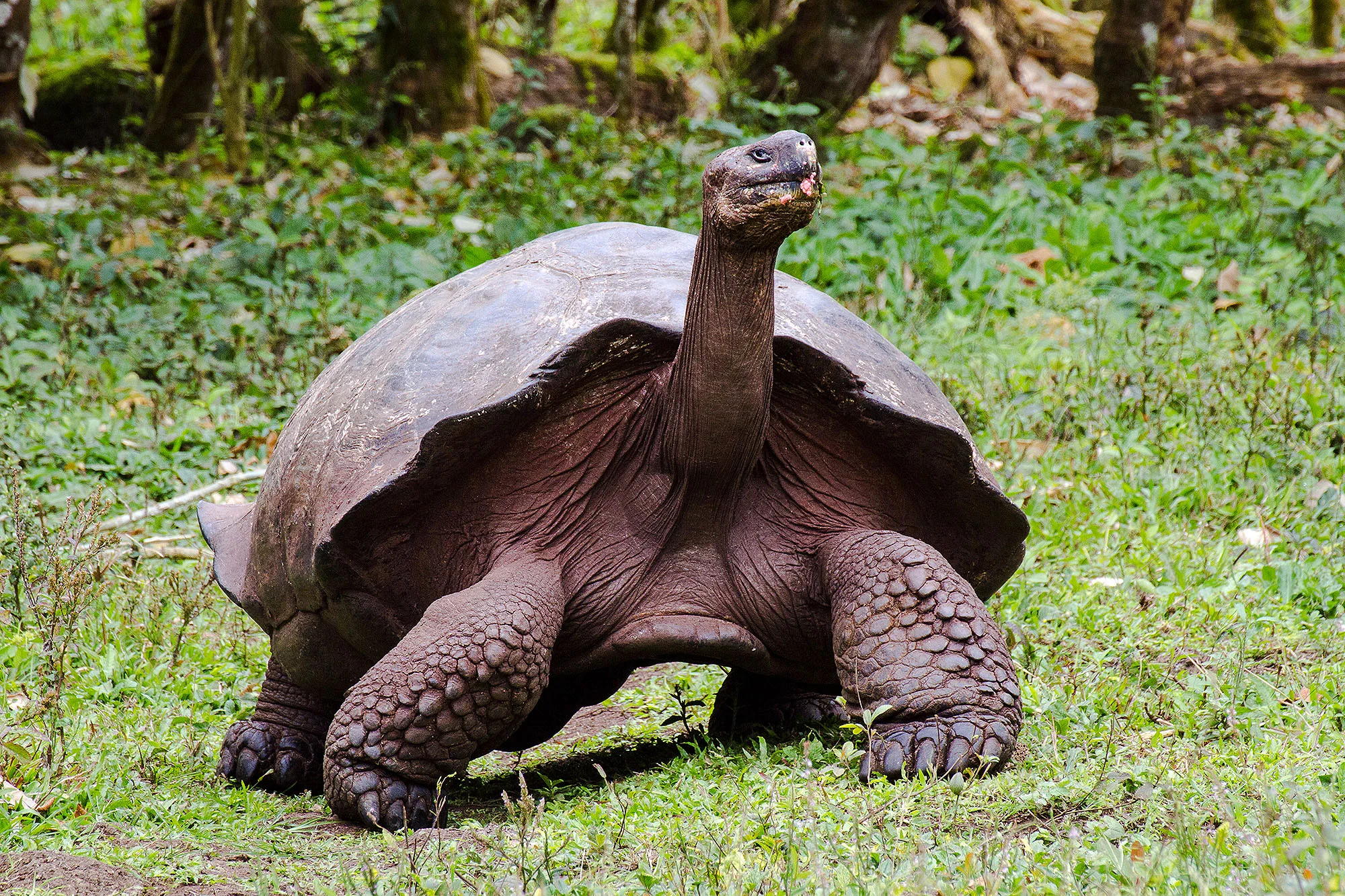 Giant Galapagos Tortoise