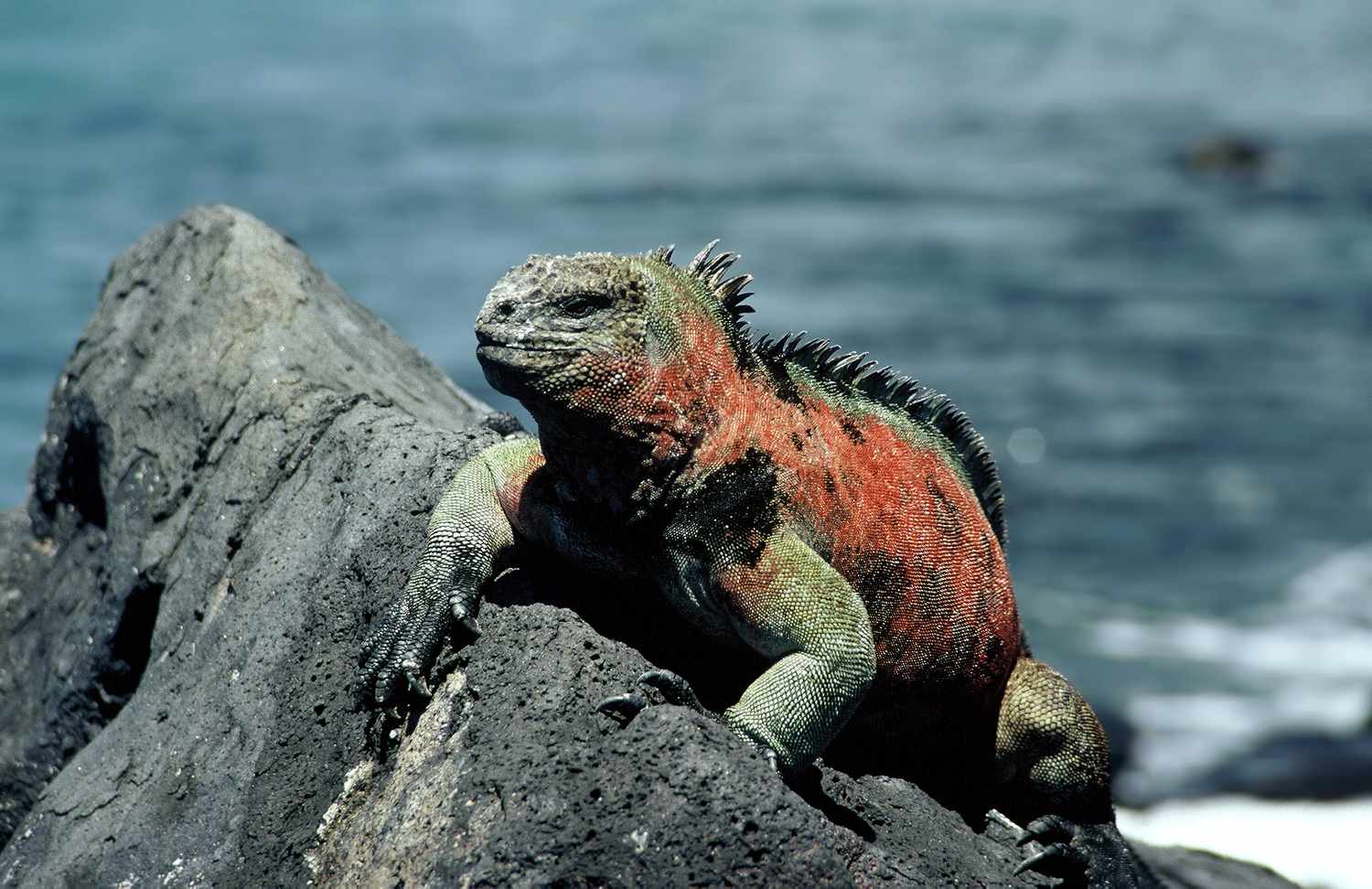 Marine Iguana