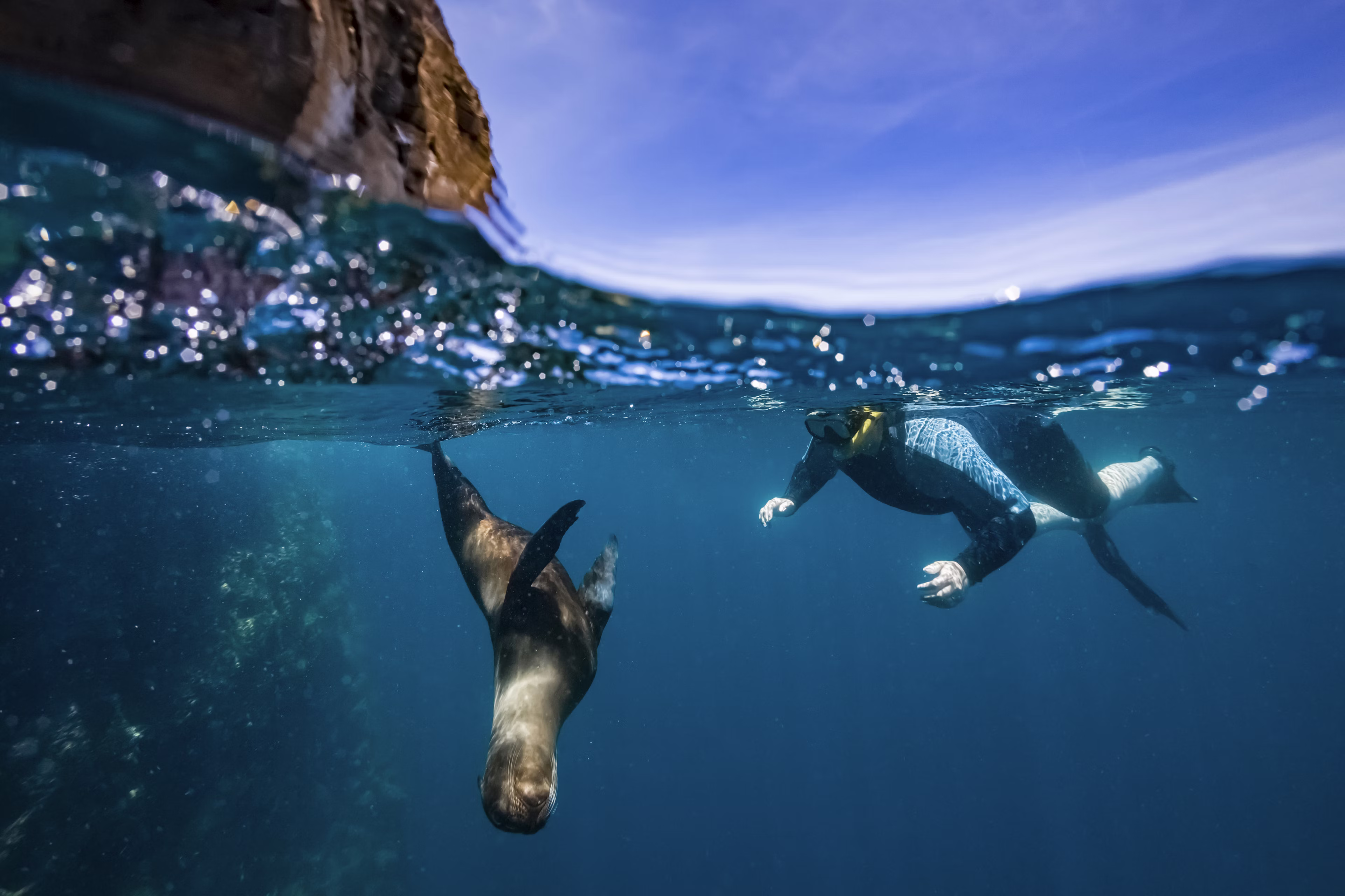 Sea turtle underwater in the Galapagos