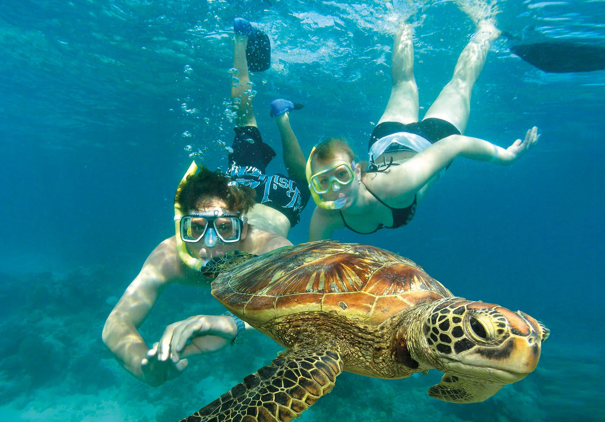 Couple snorkeling with a sea turtle