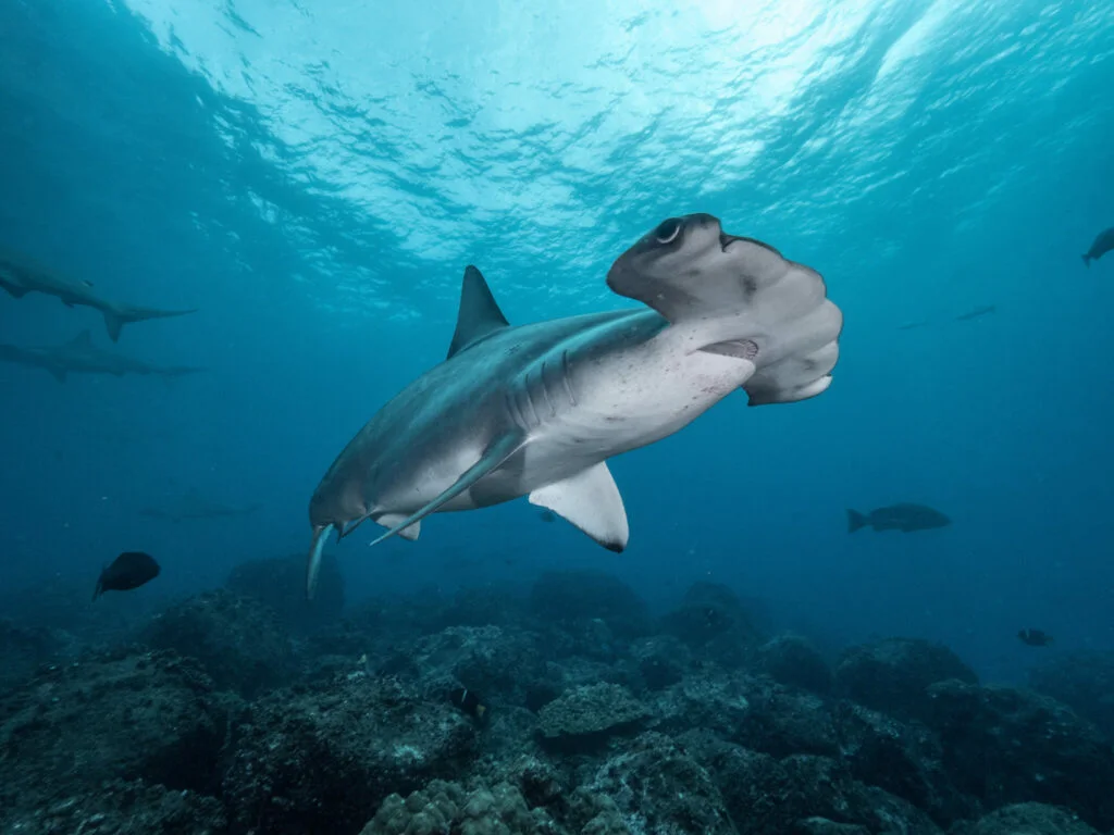 Hammerhead Shark