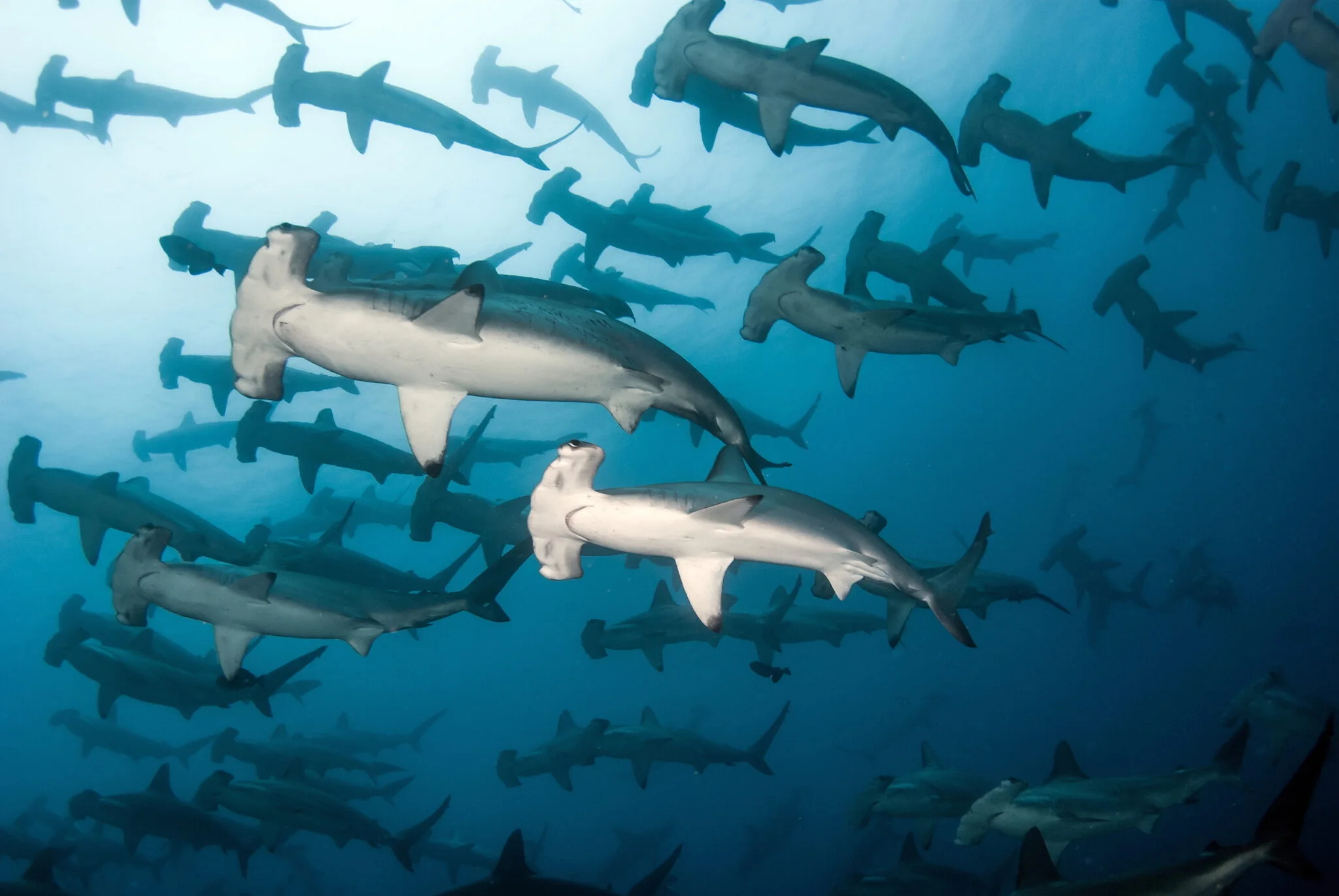 Marine Life of the Galapagos