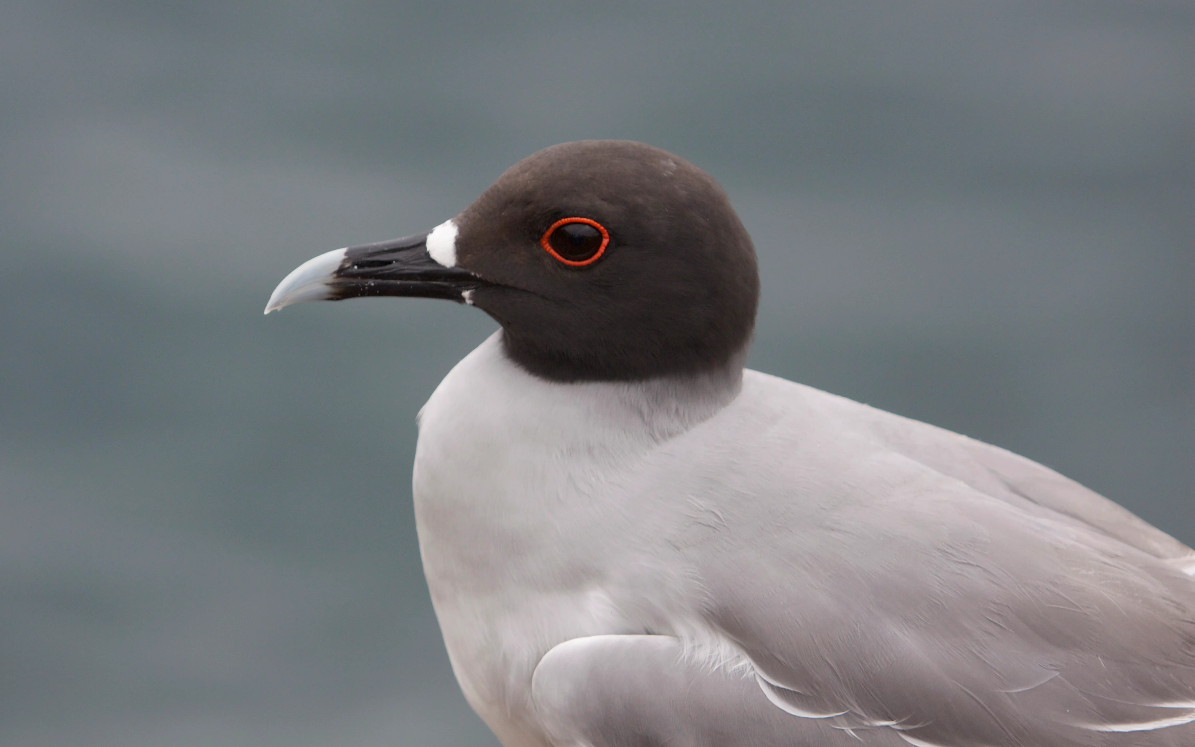 Swallow-Tailed Gull