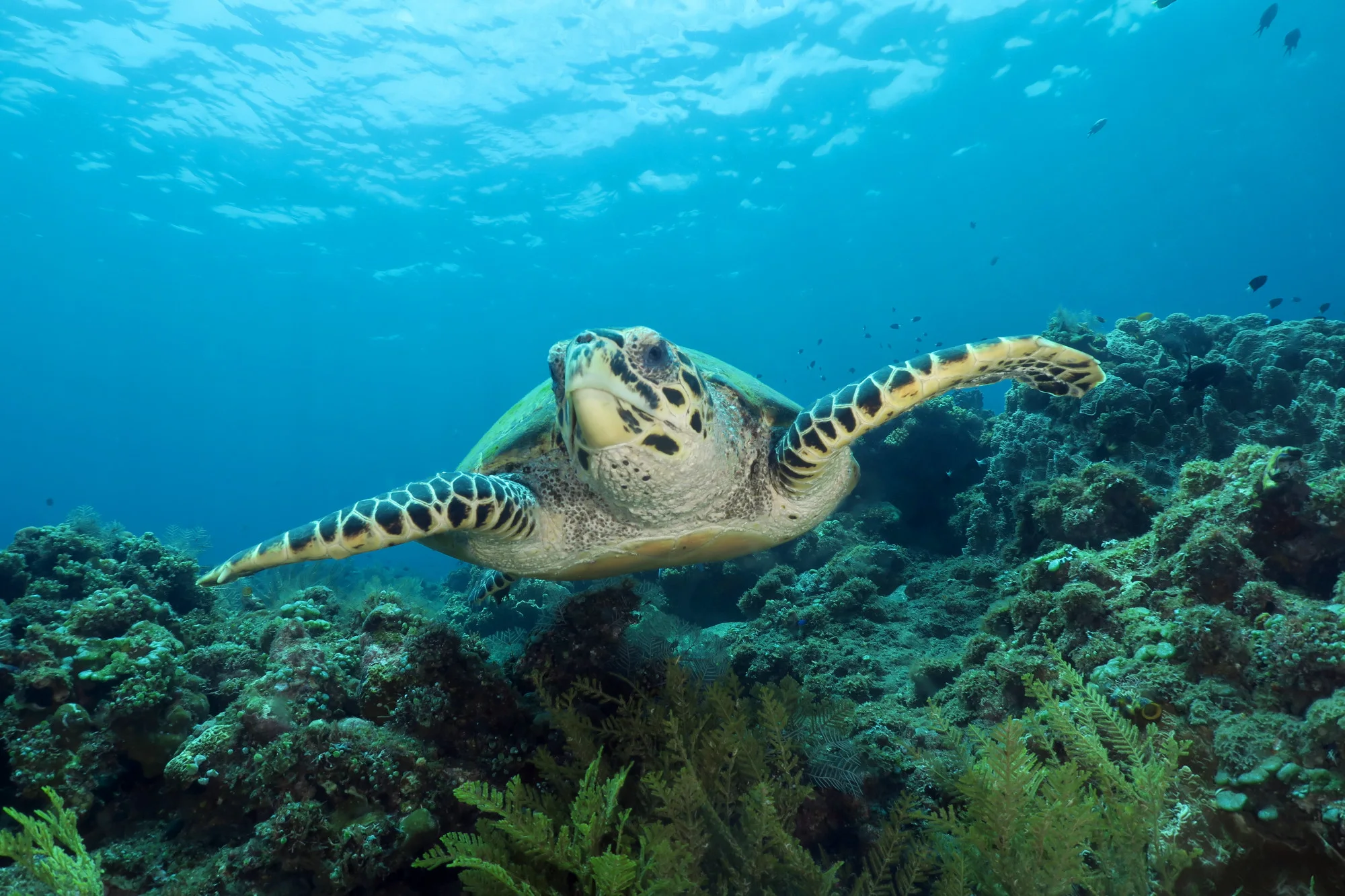 Marine Environments