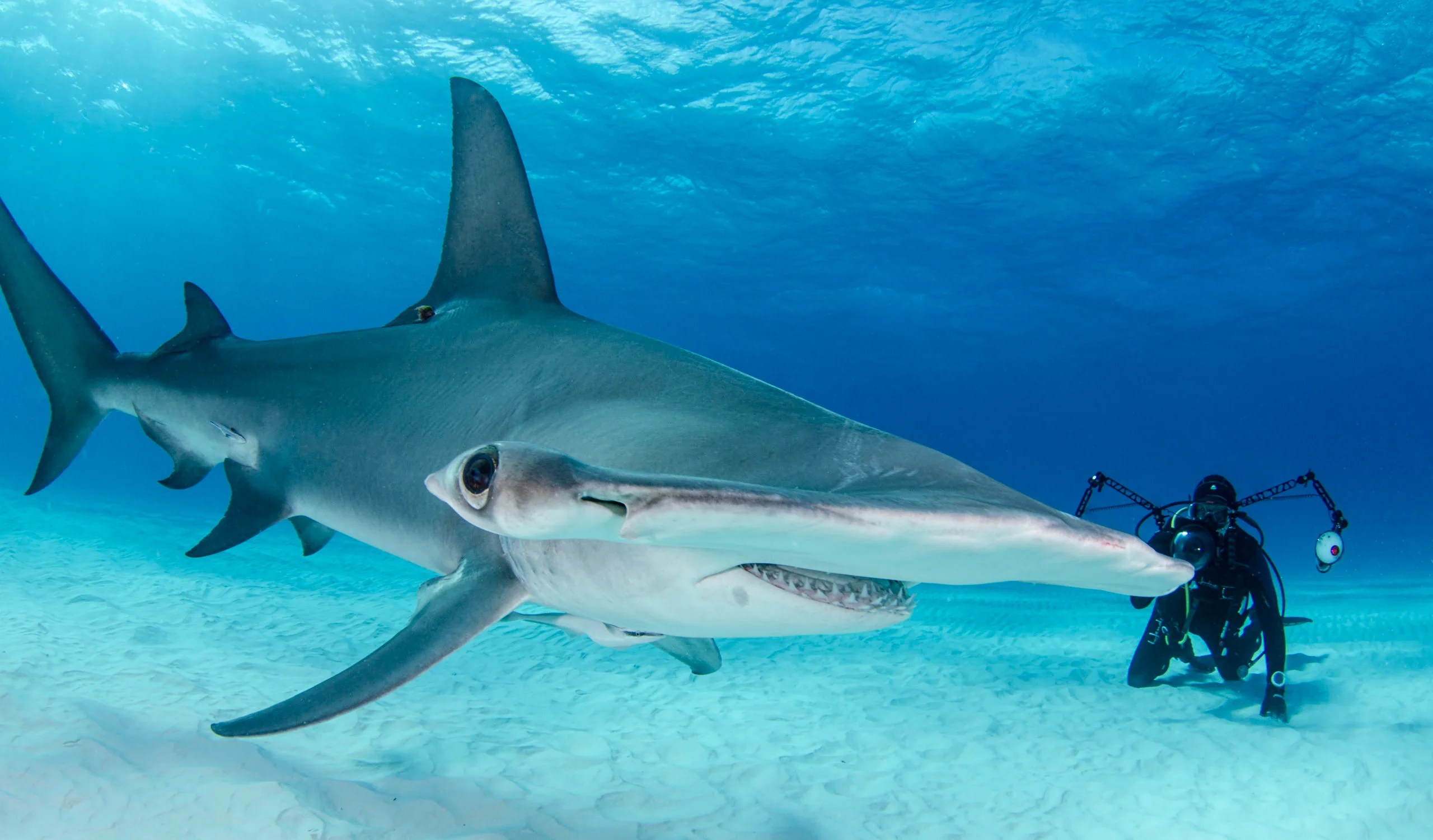 Hammerhead shark in blue water