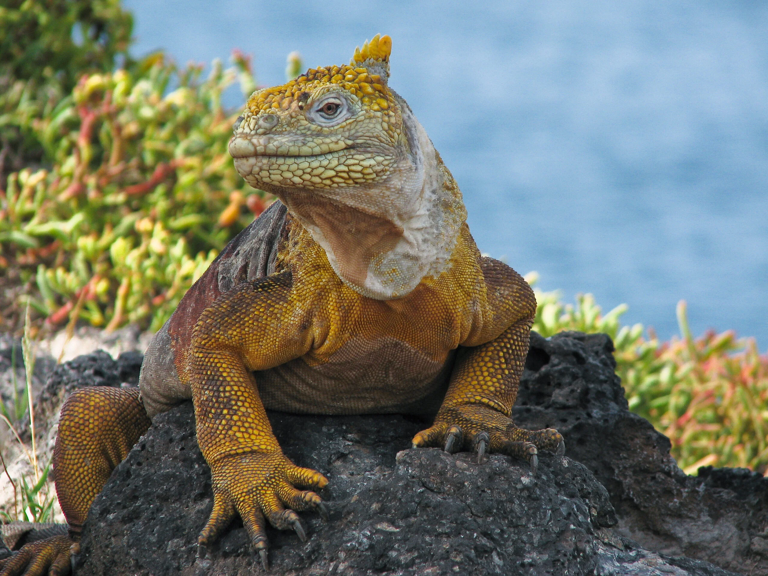 Galapagos Land Iguana