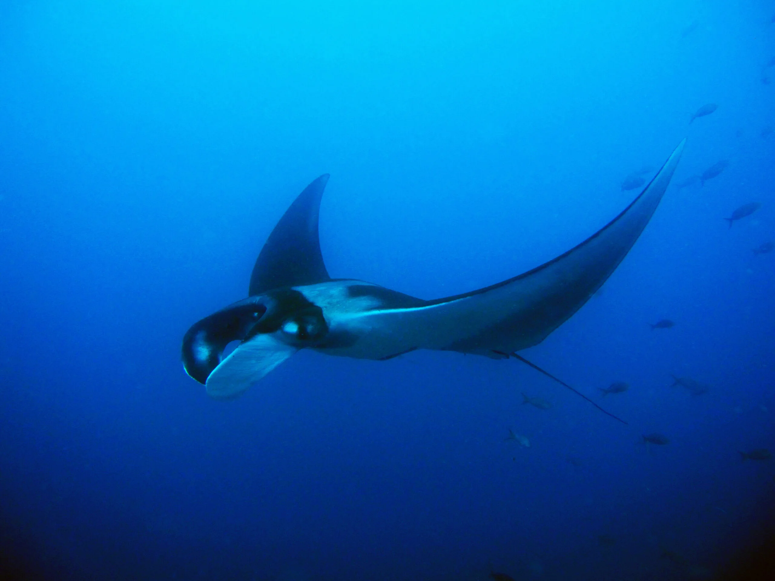 Giant Manta Ray