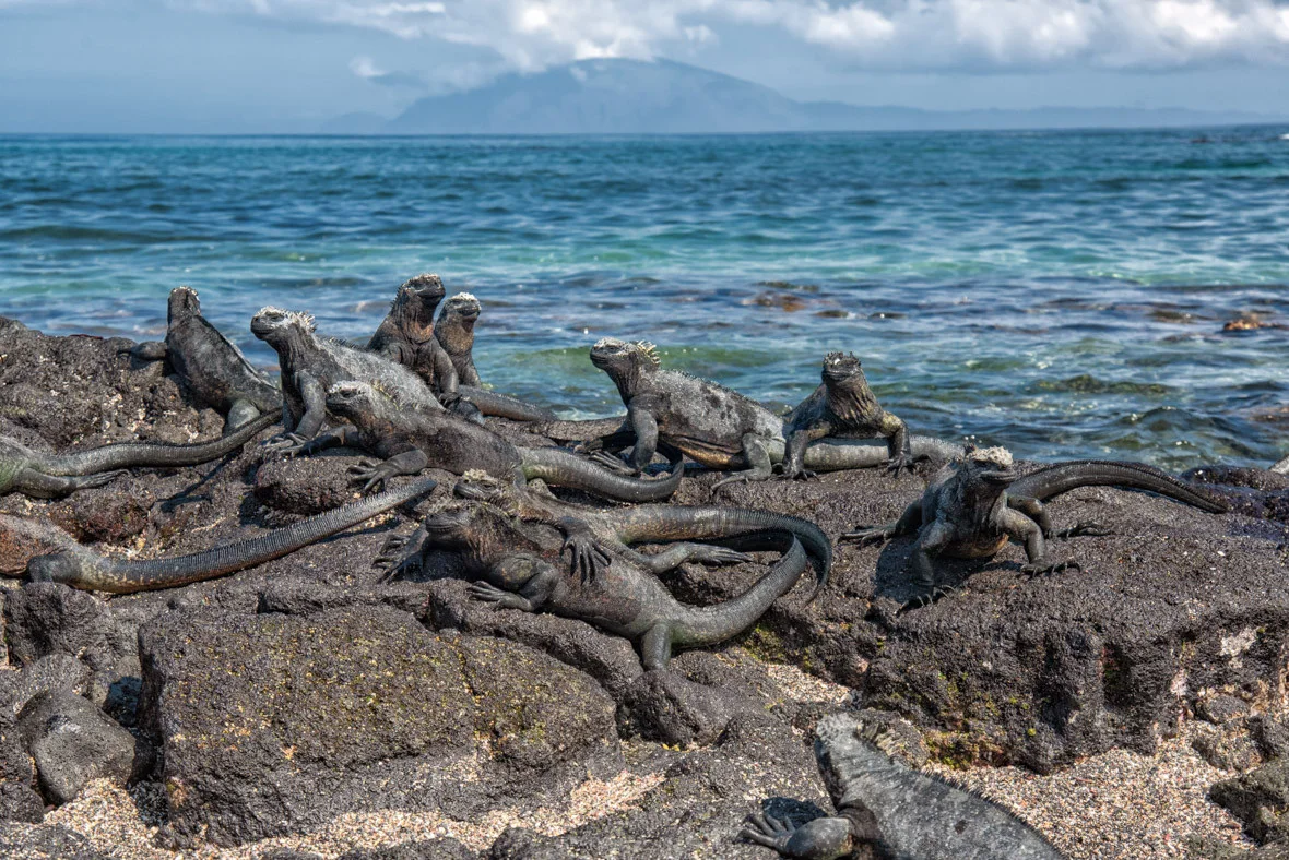 Marine Iguanas on Lava Rocks