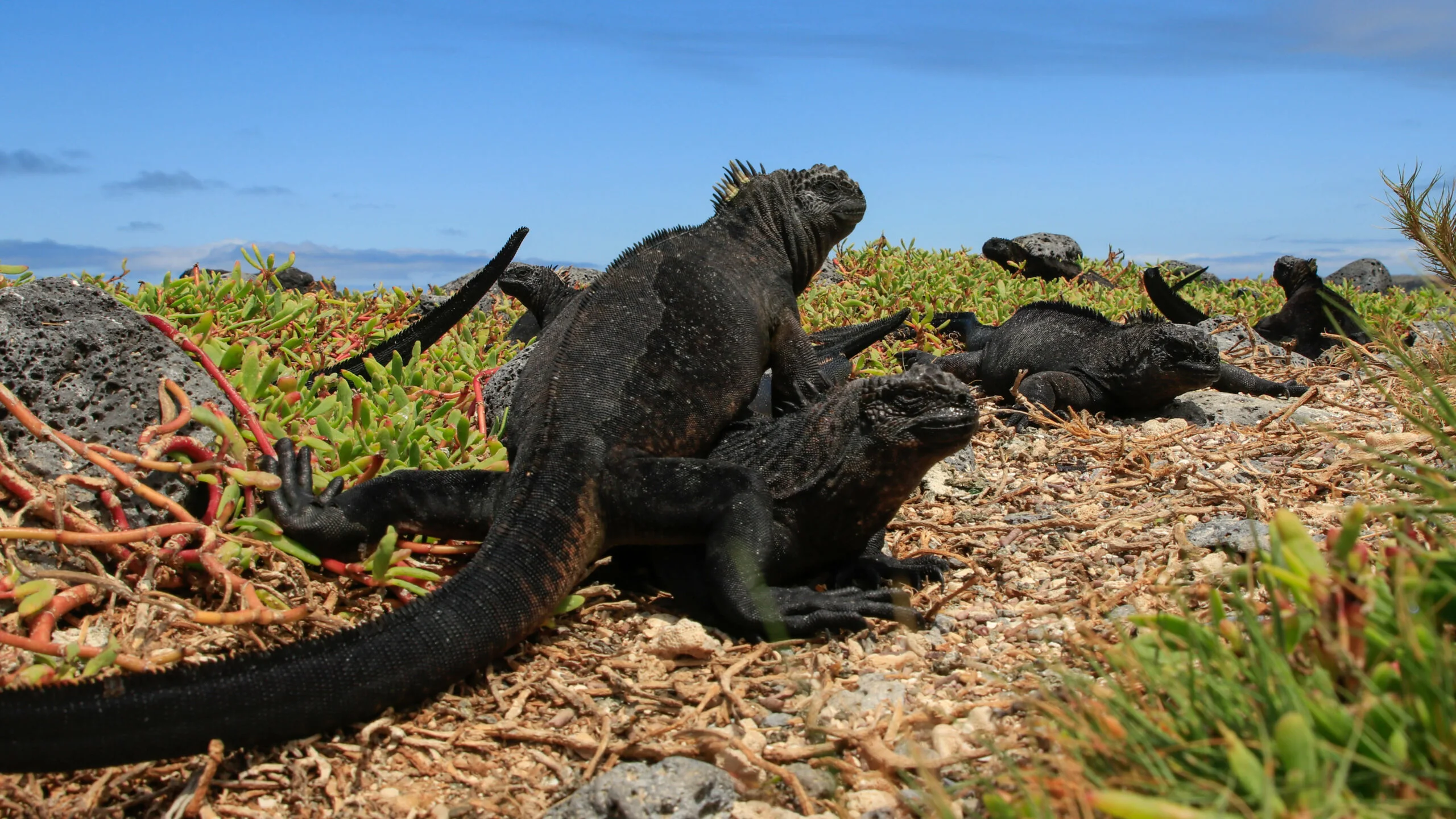 Reptiles of the Galapagos