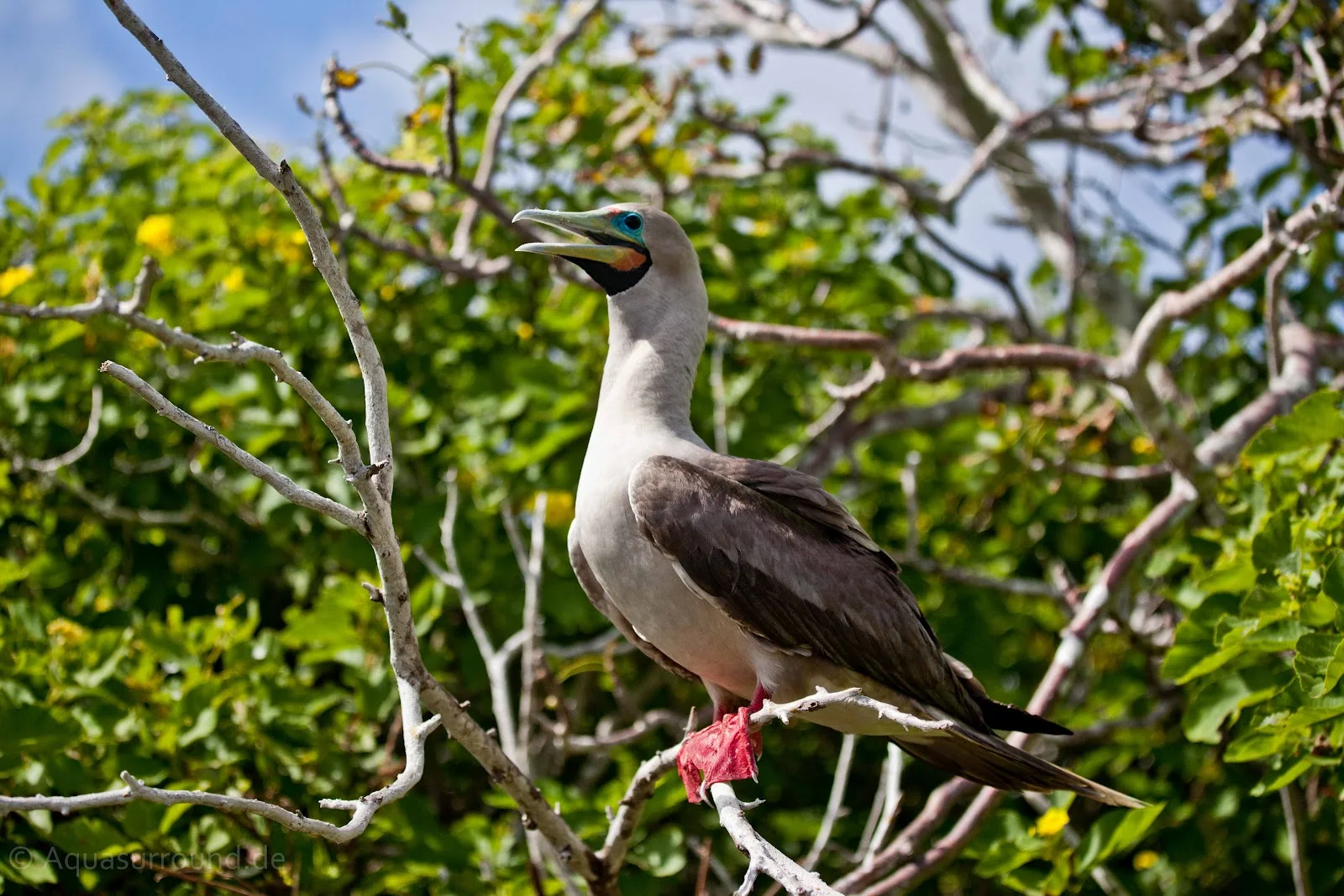 Red-Footed Boobies of Genovesa