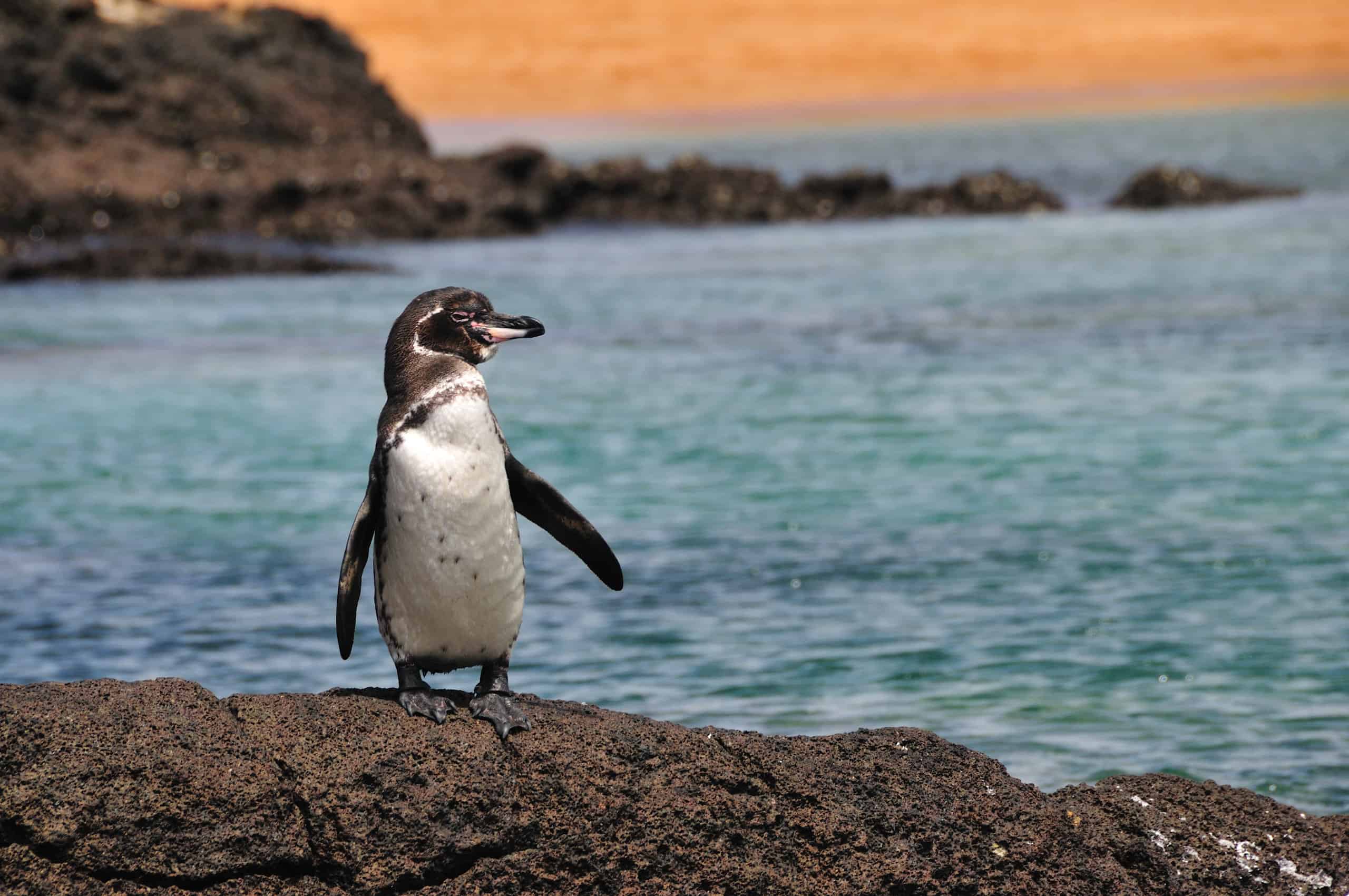 Galapagos penguin on volcanic rocks