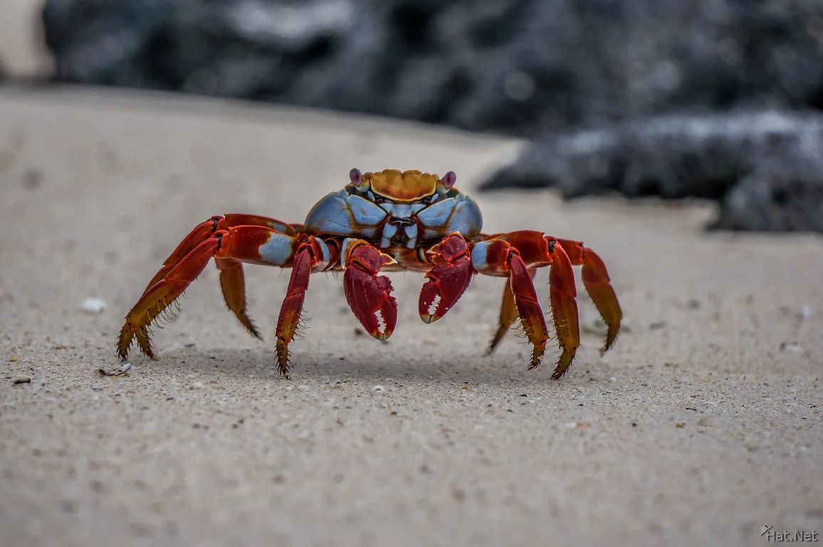 Sally Lightfoot Crab