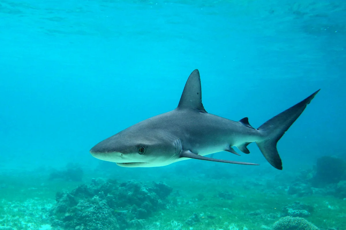 Galapagos Shark