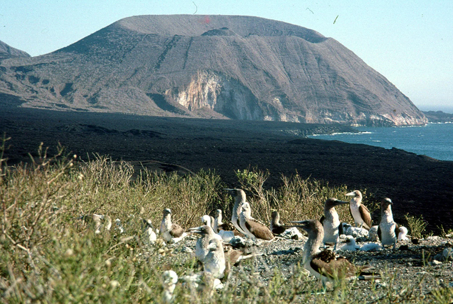 Volcanic Shores of Fernandina