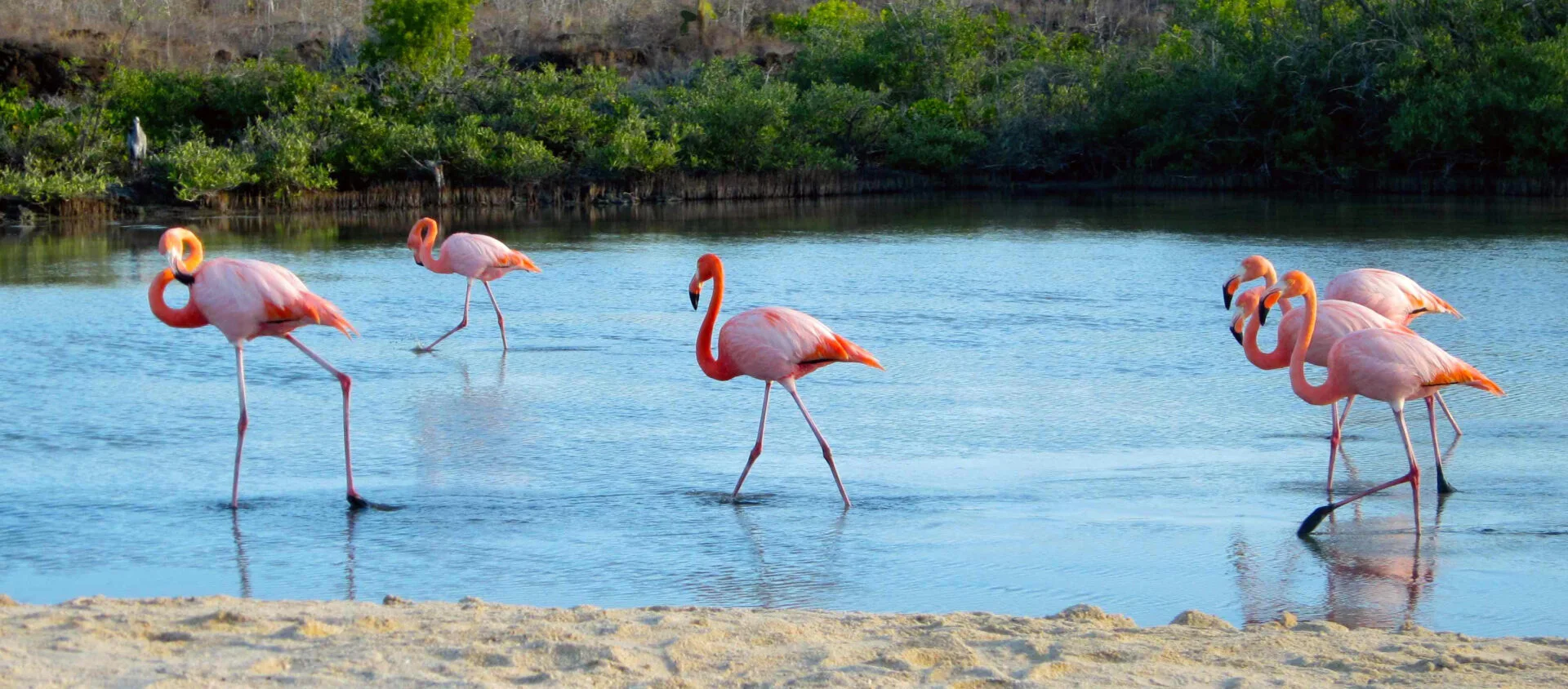 Flamingos & Coastal Lagoons