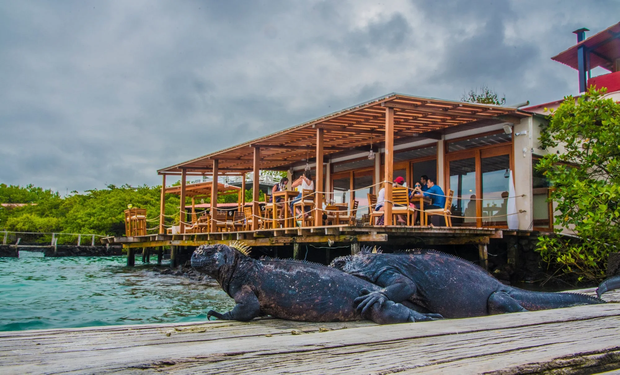 Restaurant in Puerto Ayora, Santa Cruz Island: marine iguanas resting by the waterfront.