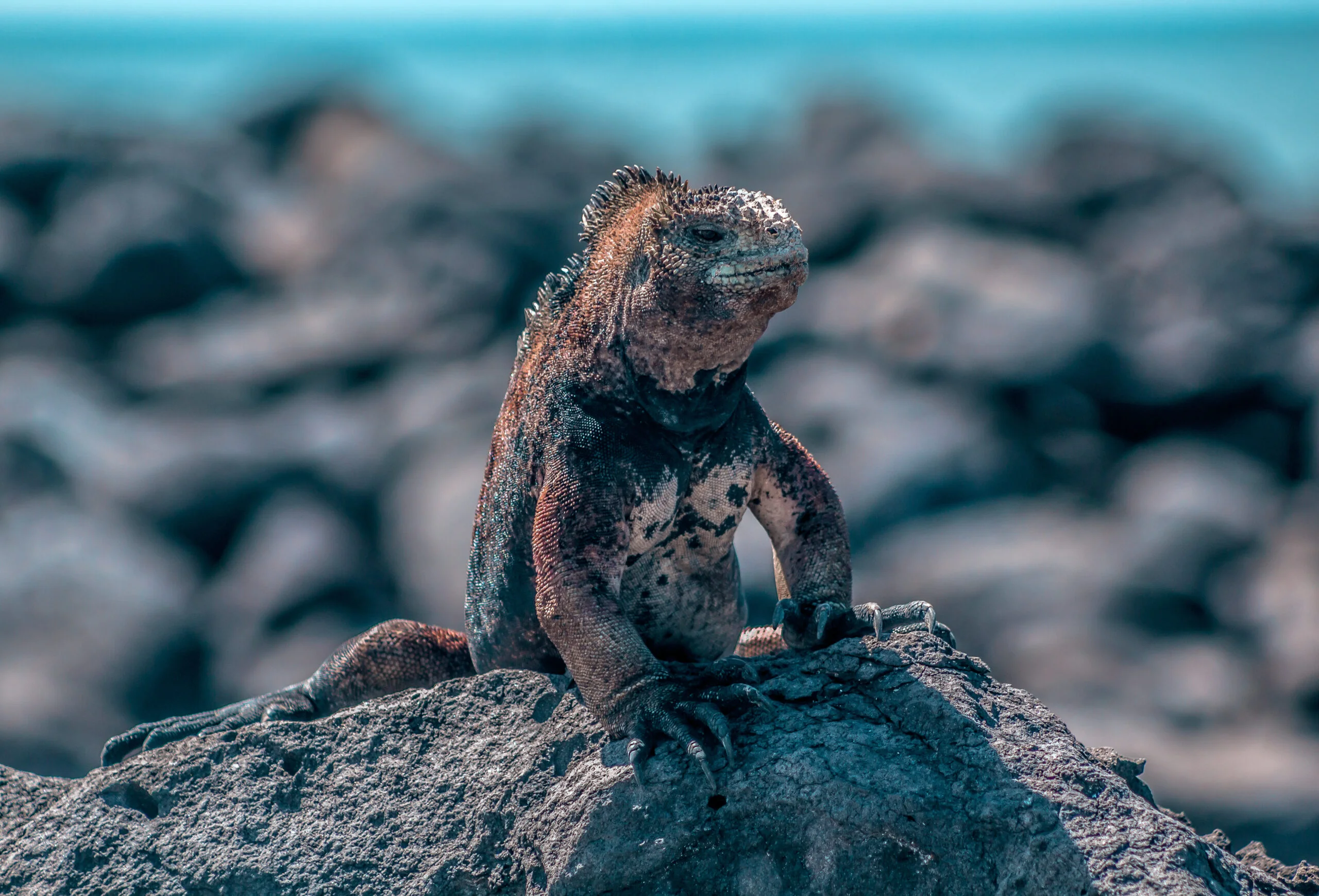 Marine Iguana