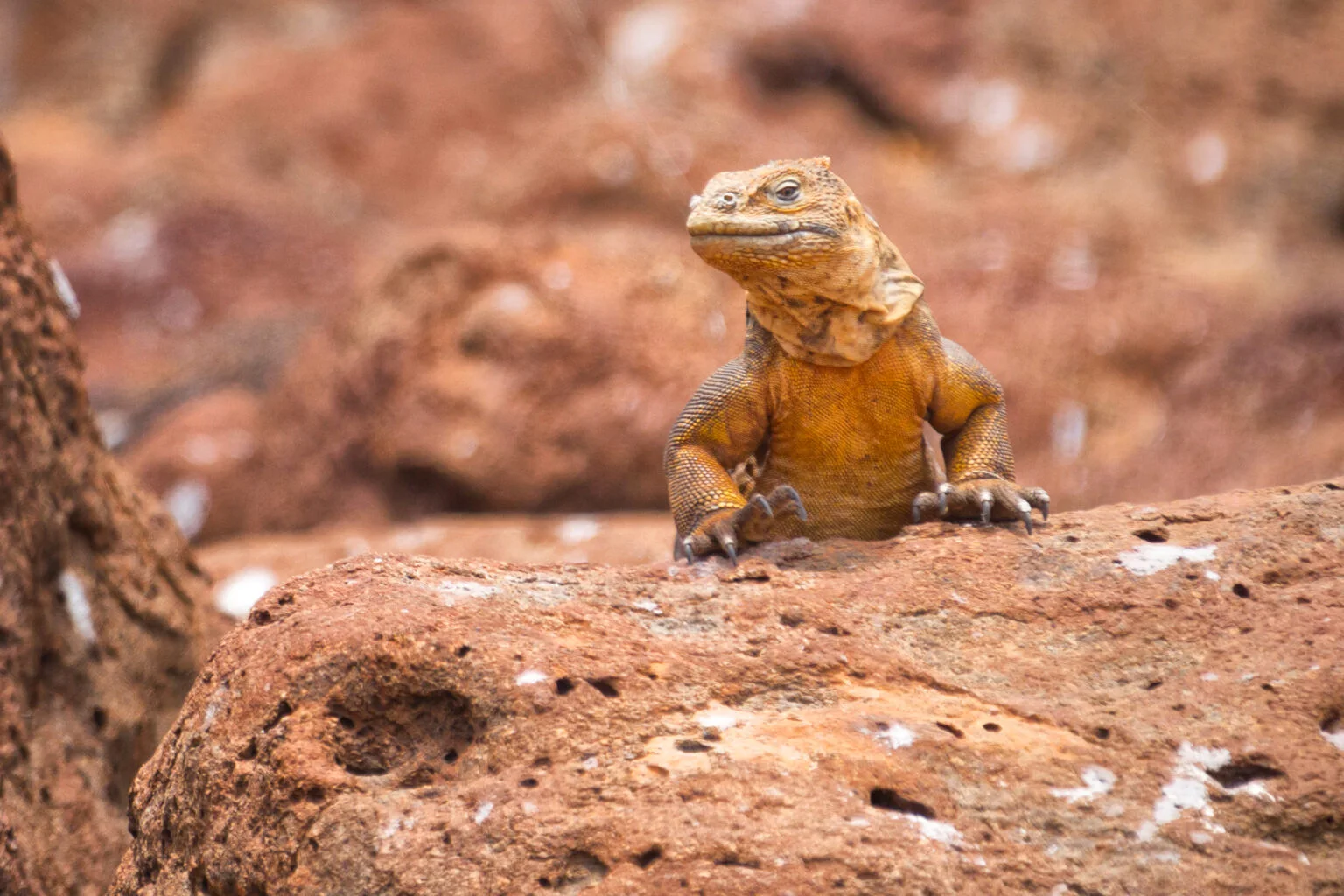 Santa Fe Land Iguanas