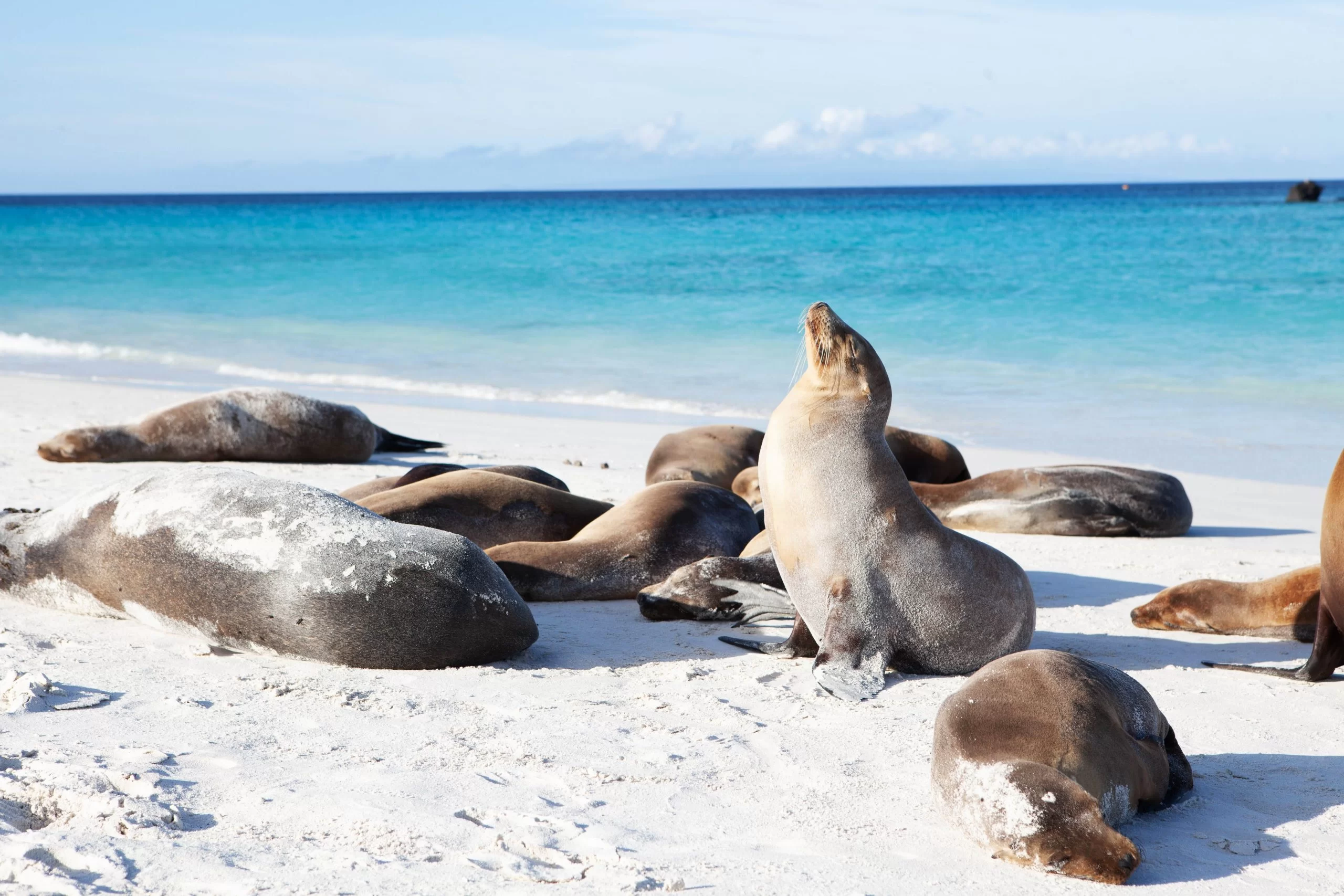 Sea Lions