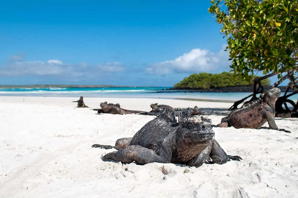 Tortuga Bay beach with marine iguanas