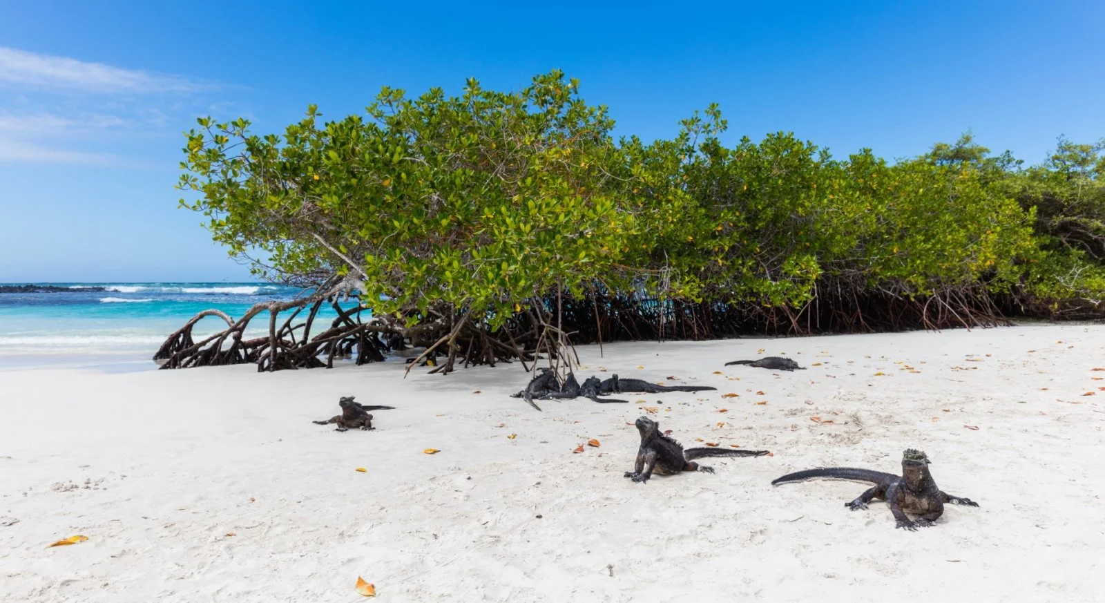 6 Day Galapagos Wisdom Tour Ideal