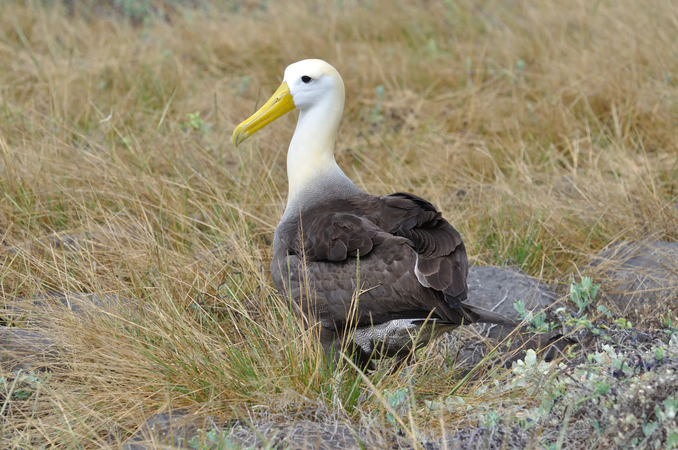 Waved Albatross
