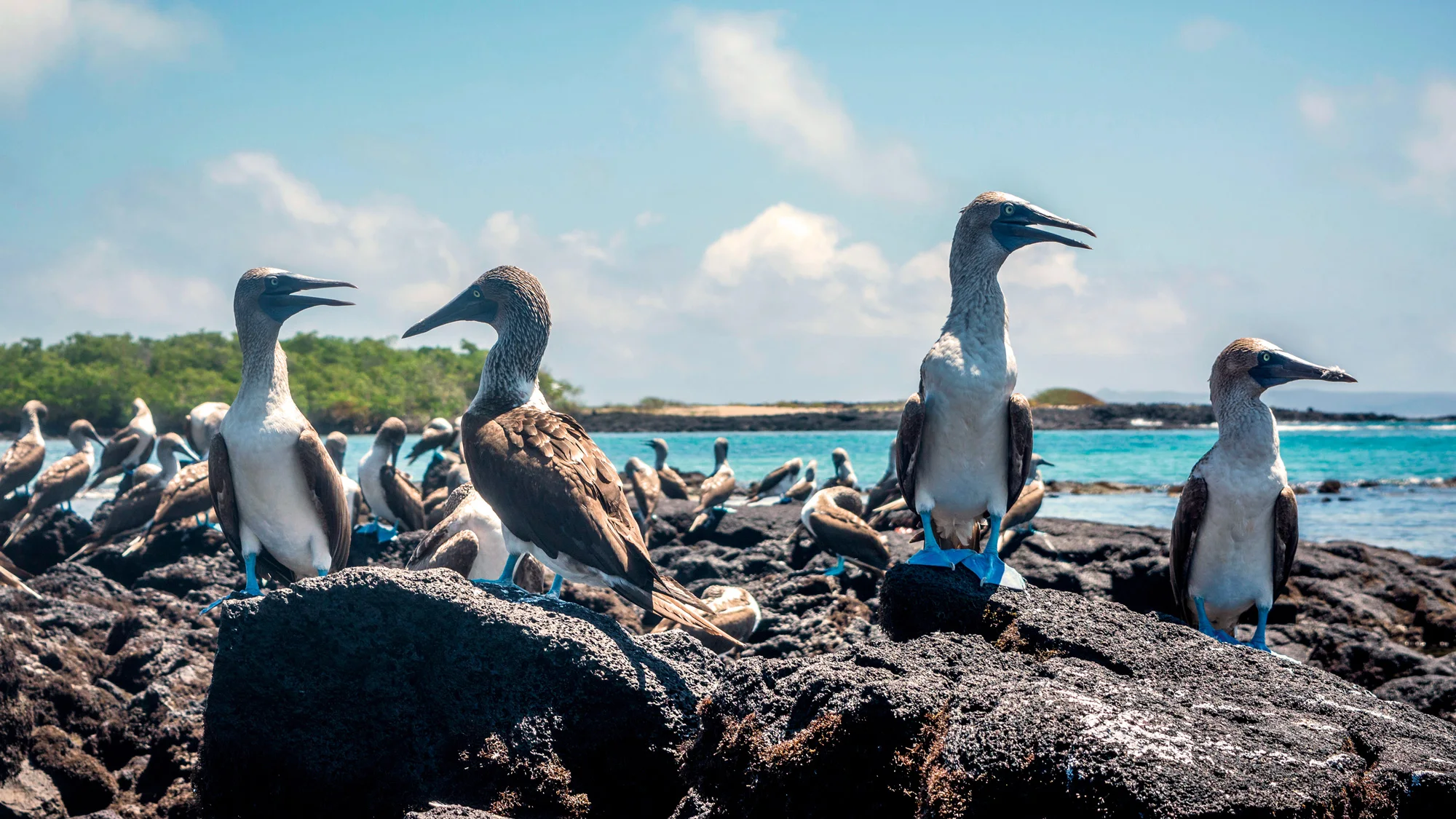 Birdlife of the Galapagos