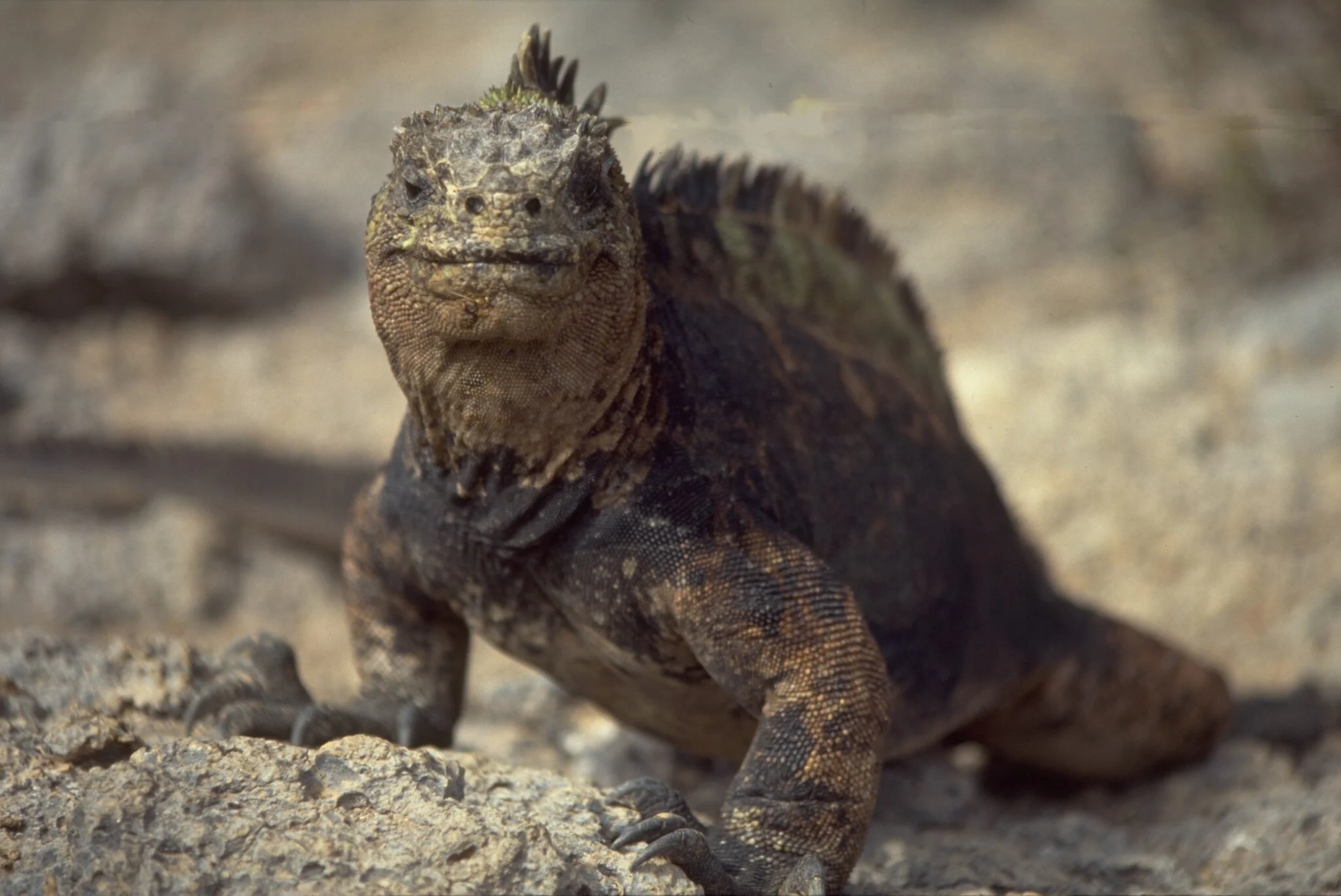 Marine iguana in the Galapagos
