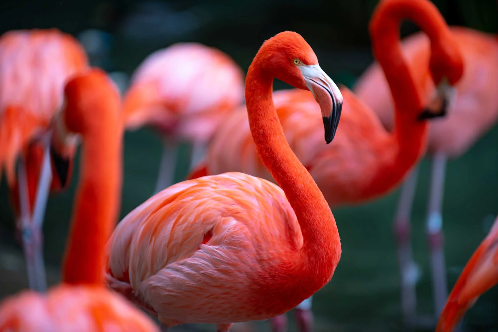 American Flamingo