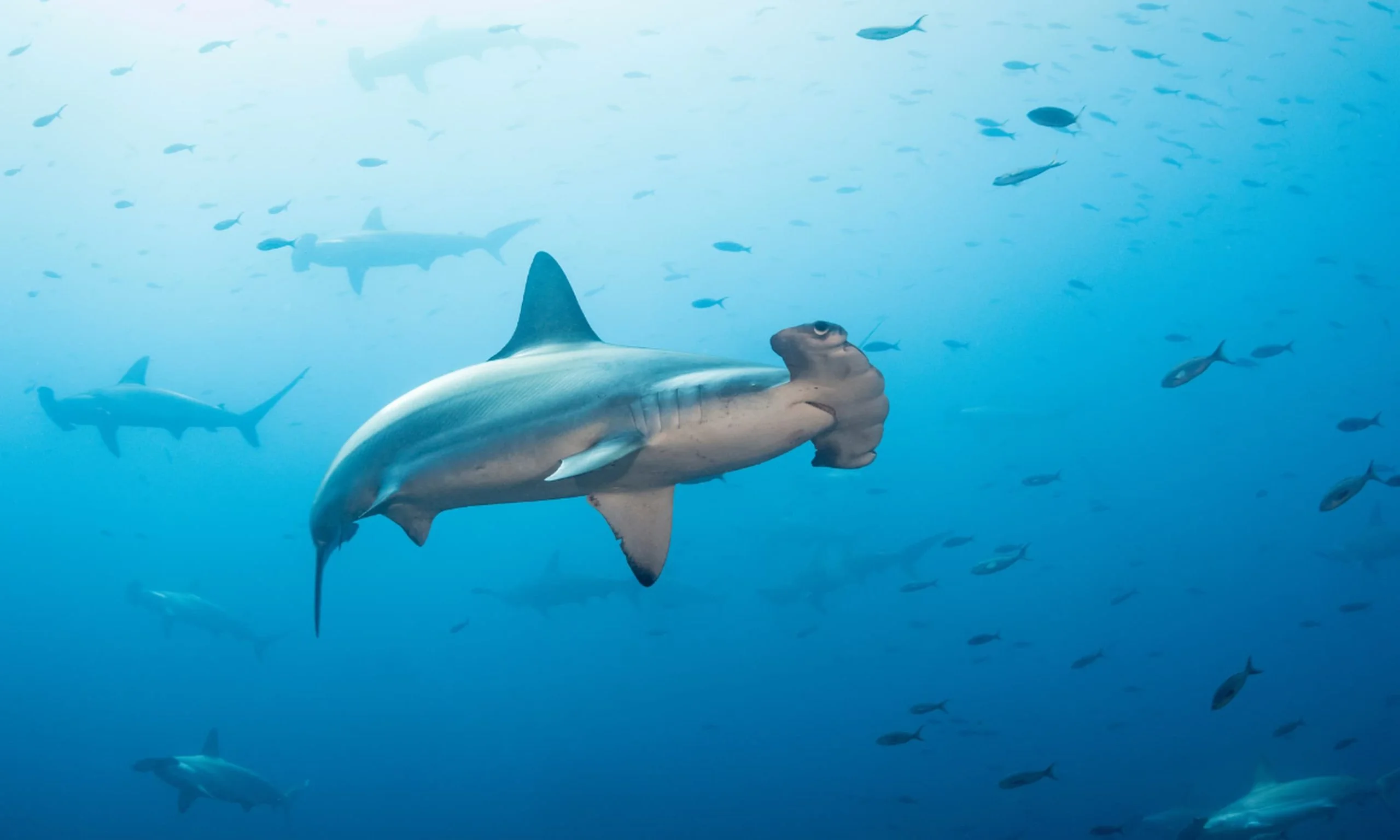 Dive Alongside Hammerhead Sharks