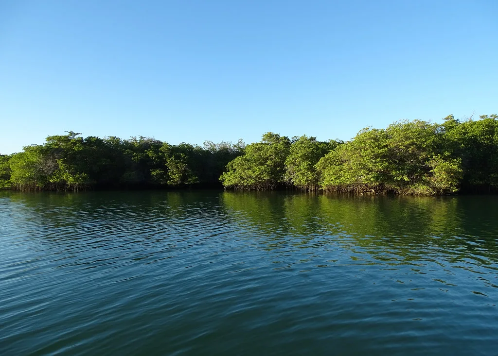 Black Turtle Cove Mangroves