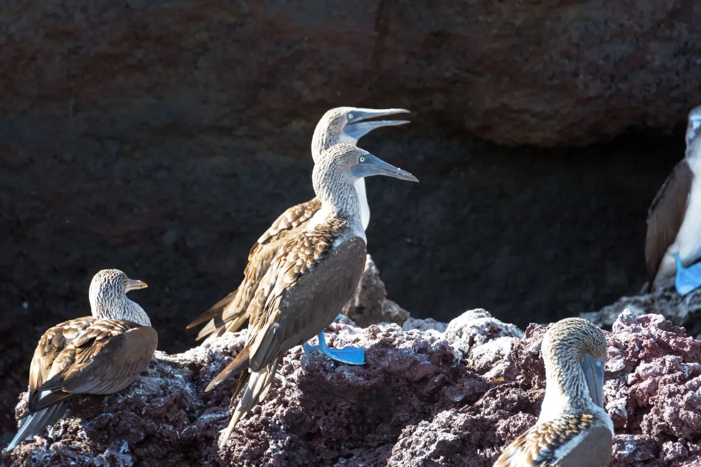 Blue-Footed Boobies in Galápagos — the reality