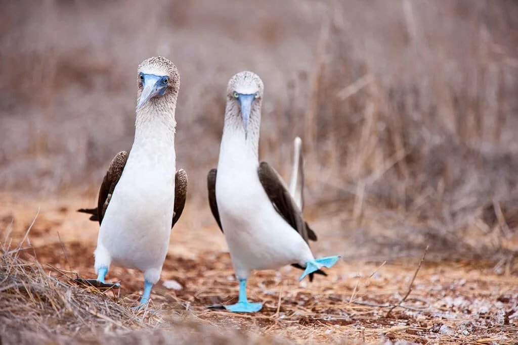 Blue-Footed Boobies of North Seymour