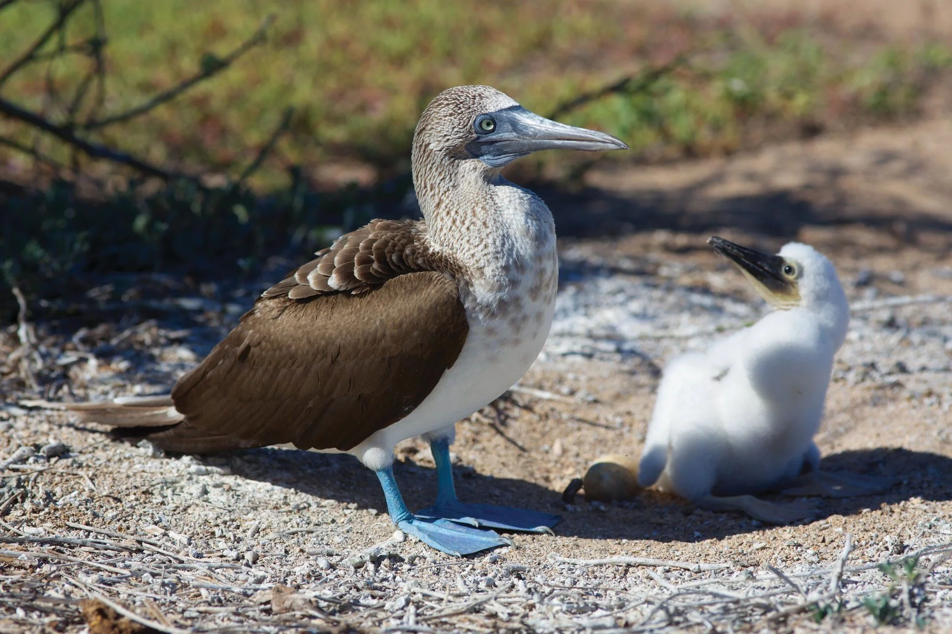 4 Day - Galapagos Alternative - IDEAL