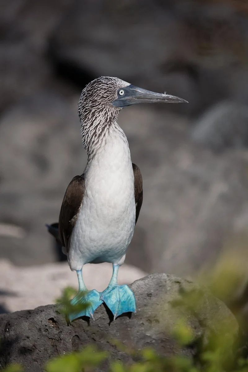 Blue-footed booby in the Galapagos Islands