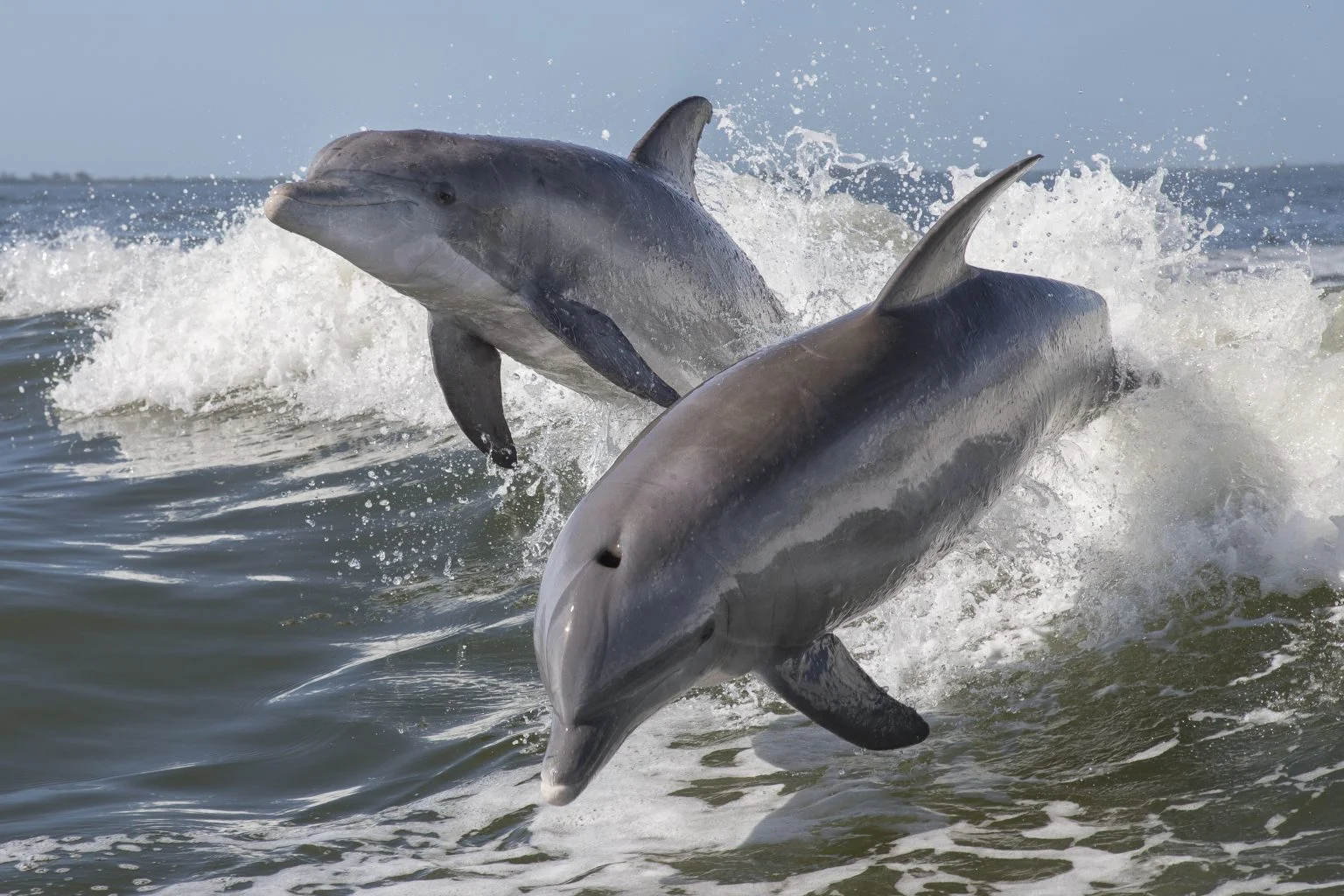 Common Bottlenose Dolphin